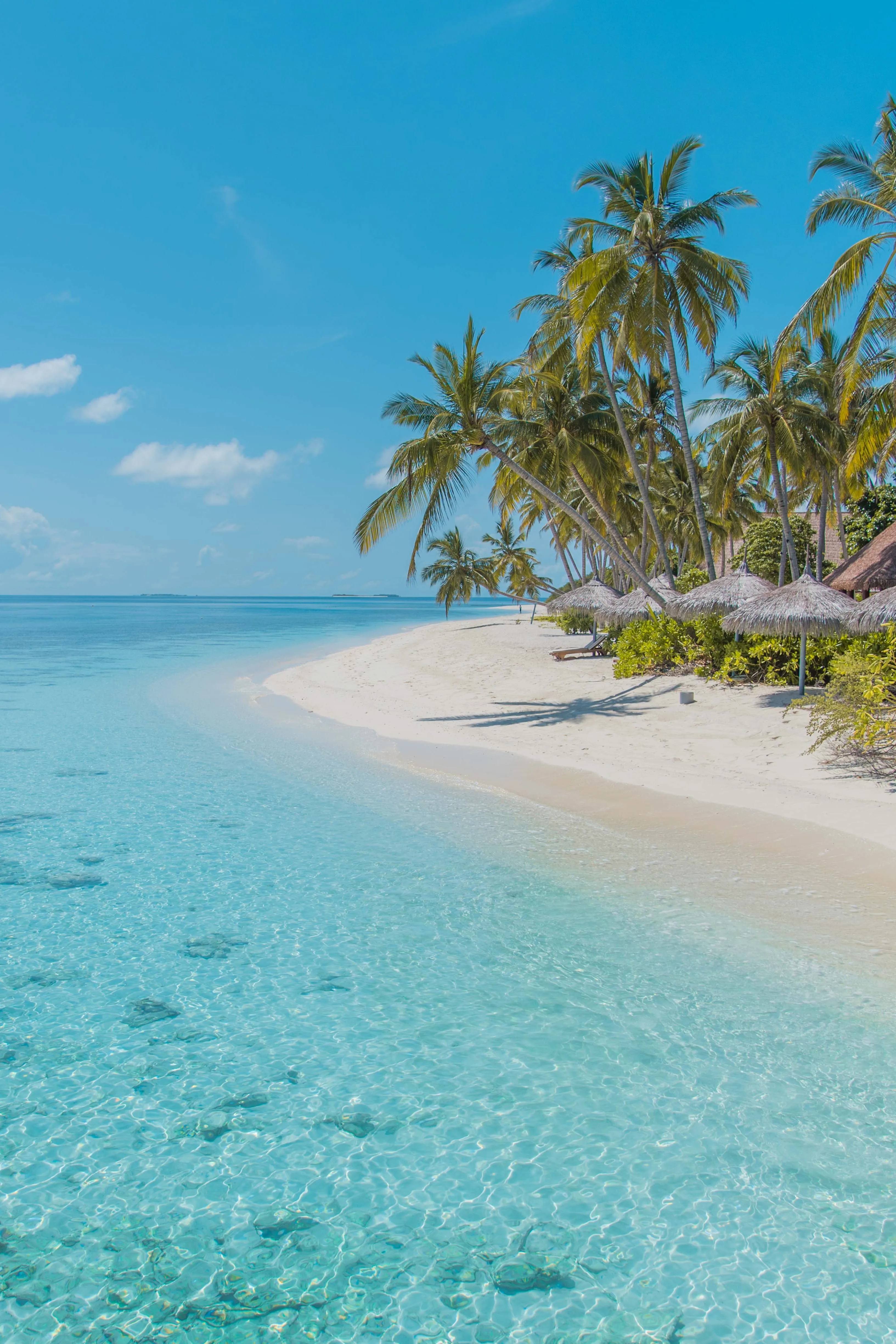 Beautiful Tropical Beach with Palm Trees and Blue Ocean