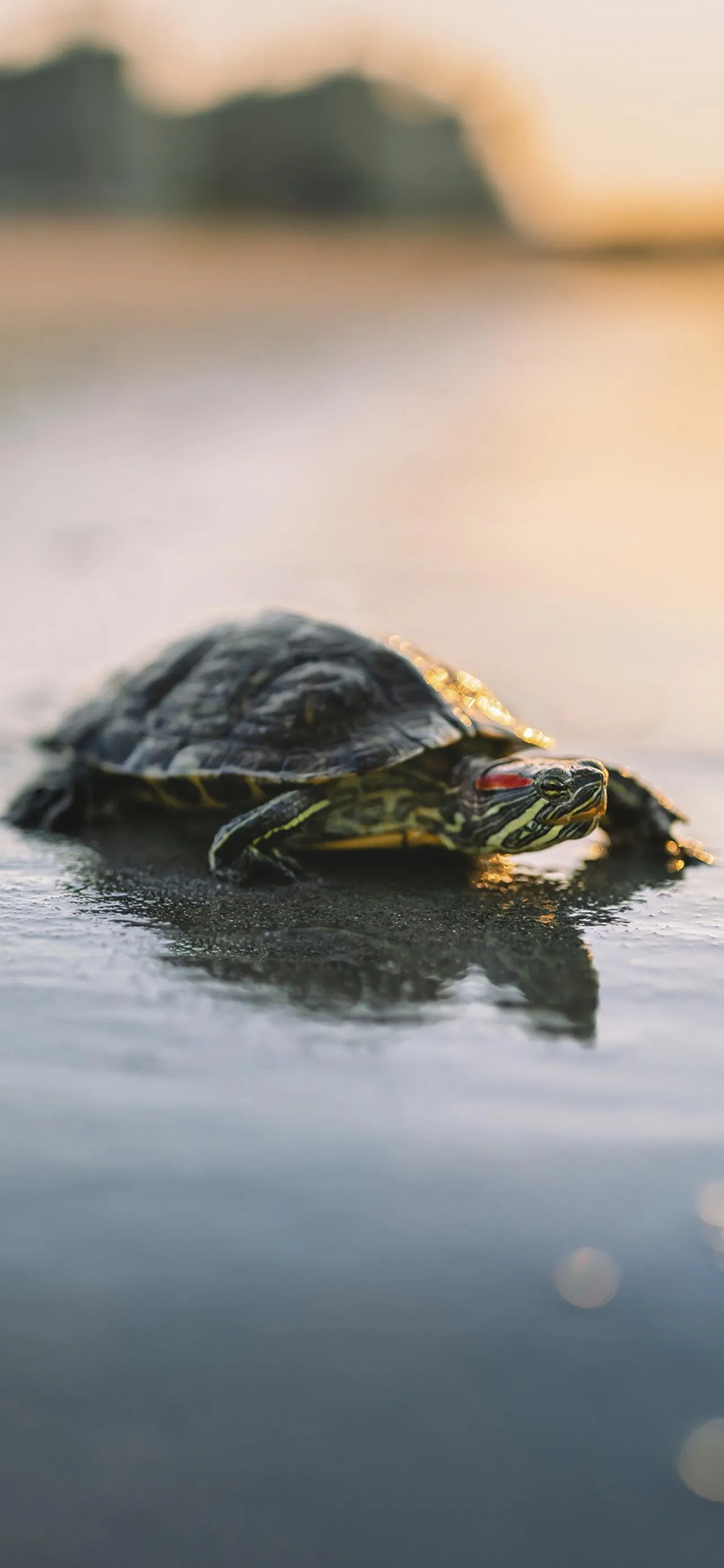 Beautiful Turtle Swimming in Calm Water Nature Wallpaper