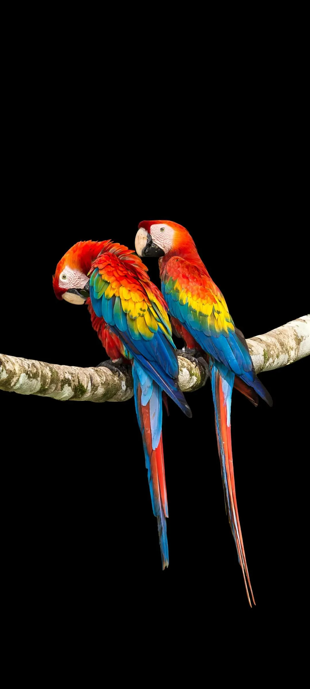 Beautiful Two Colorful Parrots on Black Artistic Wallpaper