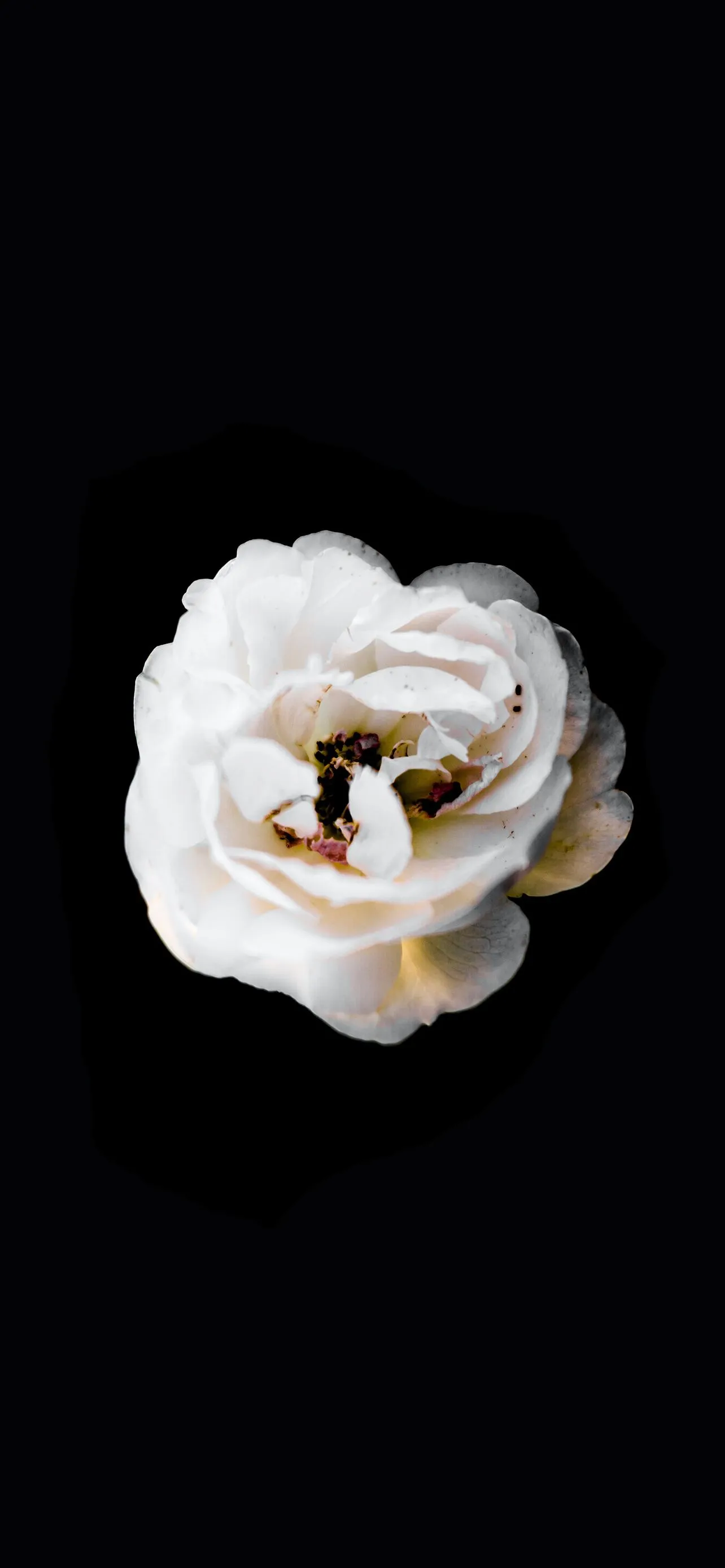 Beautiful White Rose Minimal Black Background Wallpaper