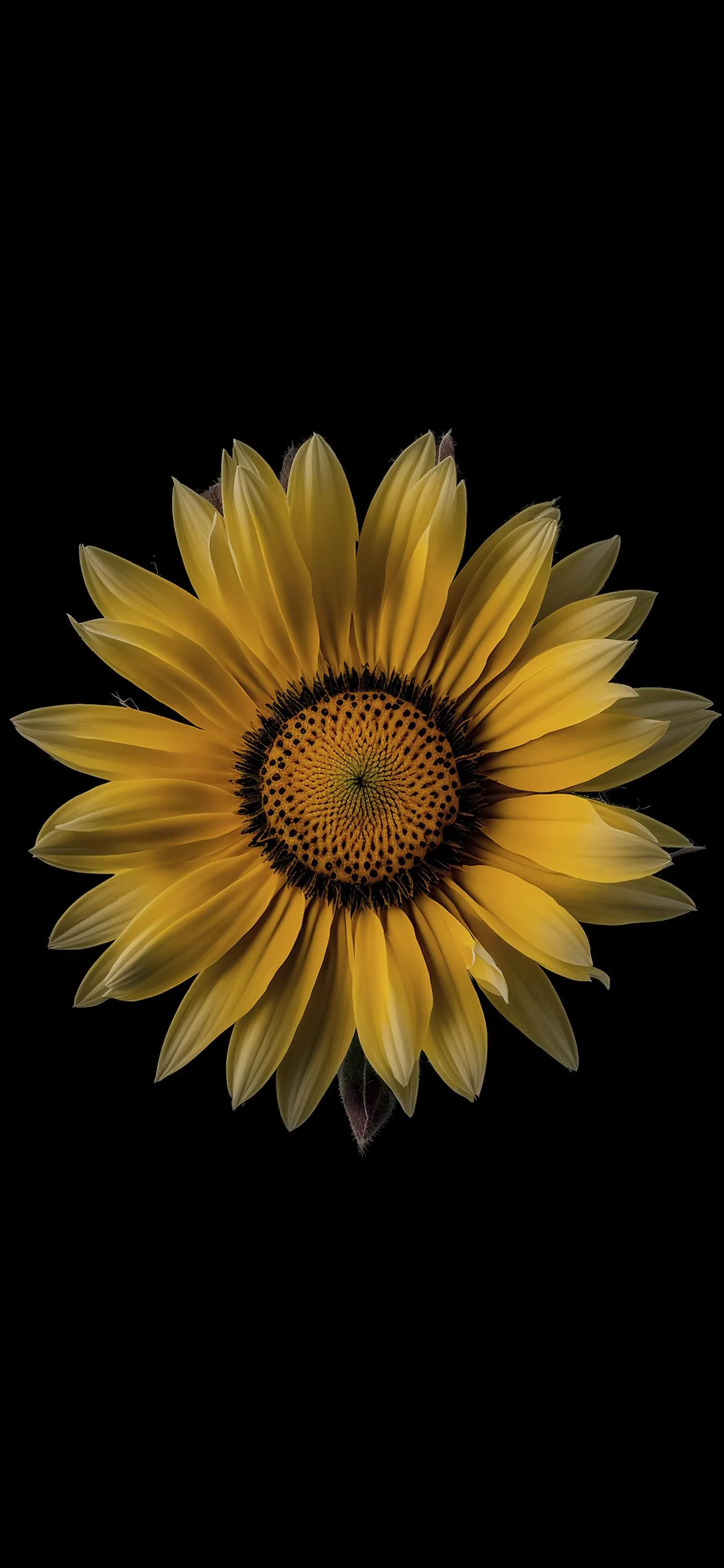 Beautiful Yellow Sunflower Close Up HD Mobile Background