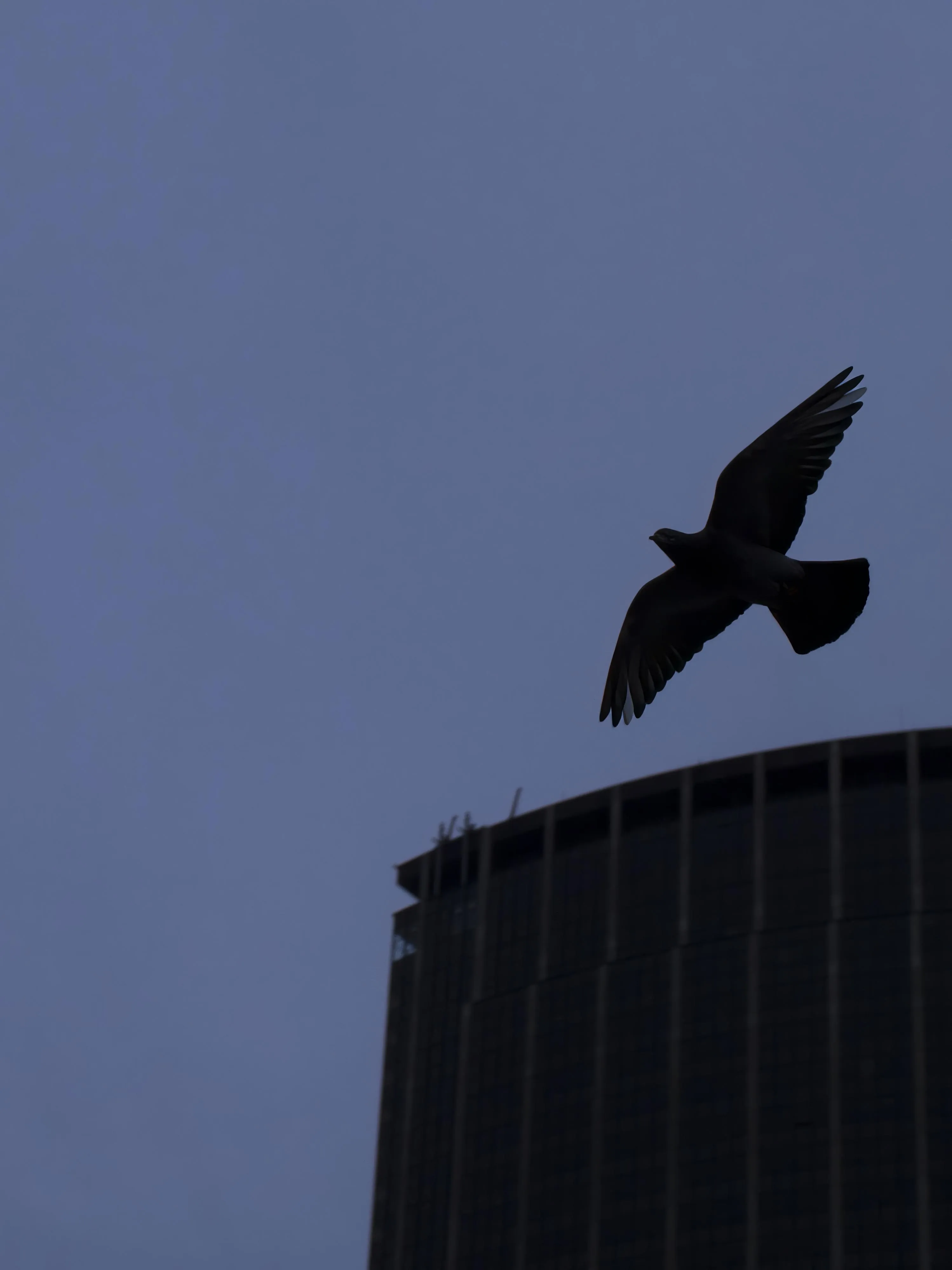 Bird Silhouette Flying Over a Modern City Building