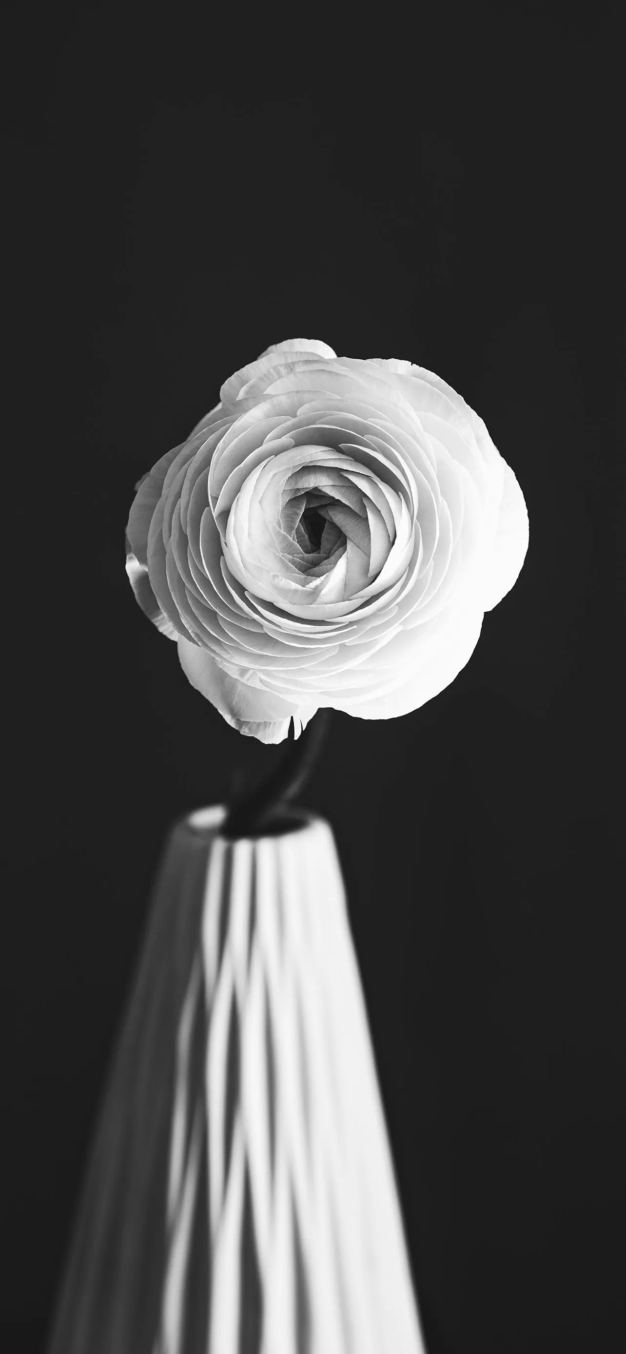 Black and White Flower Minimal Aesthetic Art Wallpaper