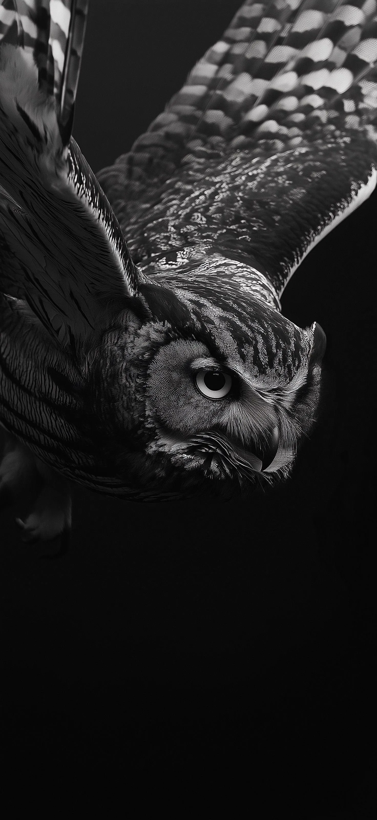 Black and White Image of Owl Flying in The Night Wallpaper