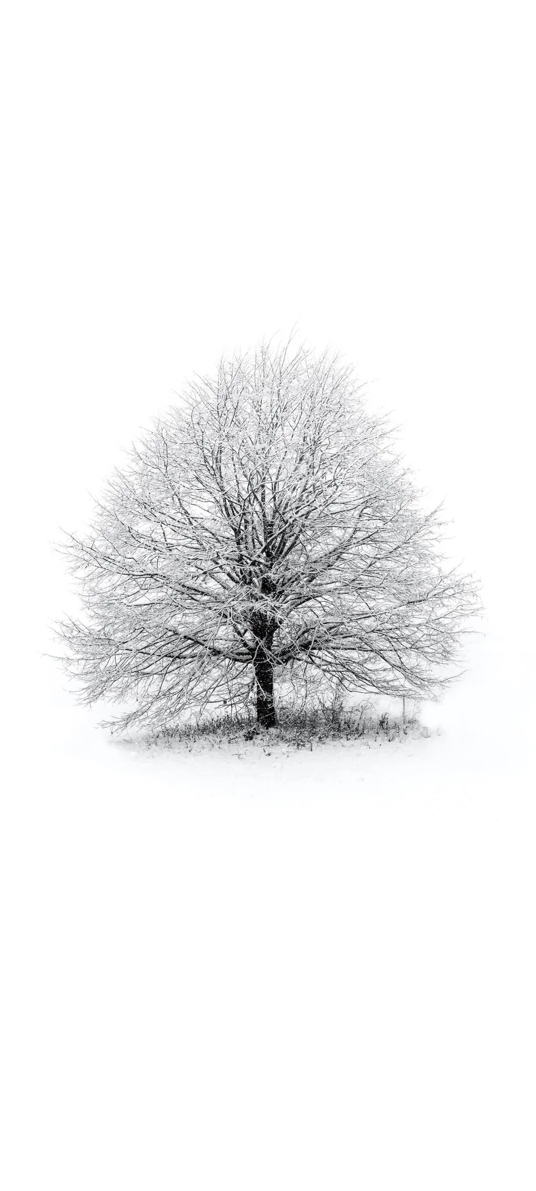 Black and White Minimal Tree Art on Crisp White Background