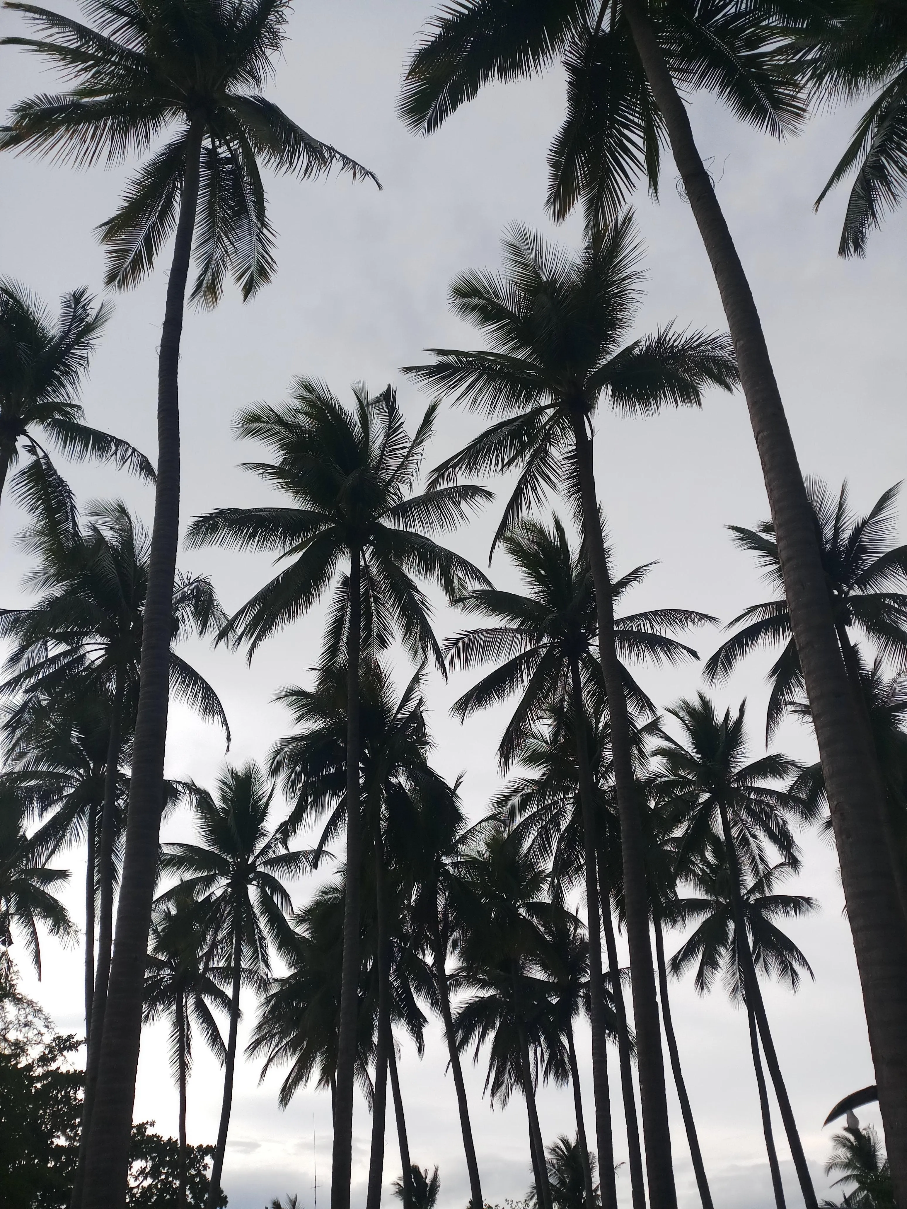 Black and White Palm Trees for Calm Tropical Aesthetic Look