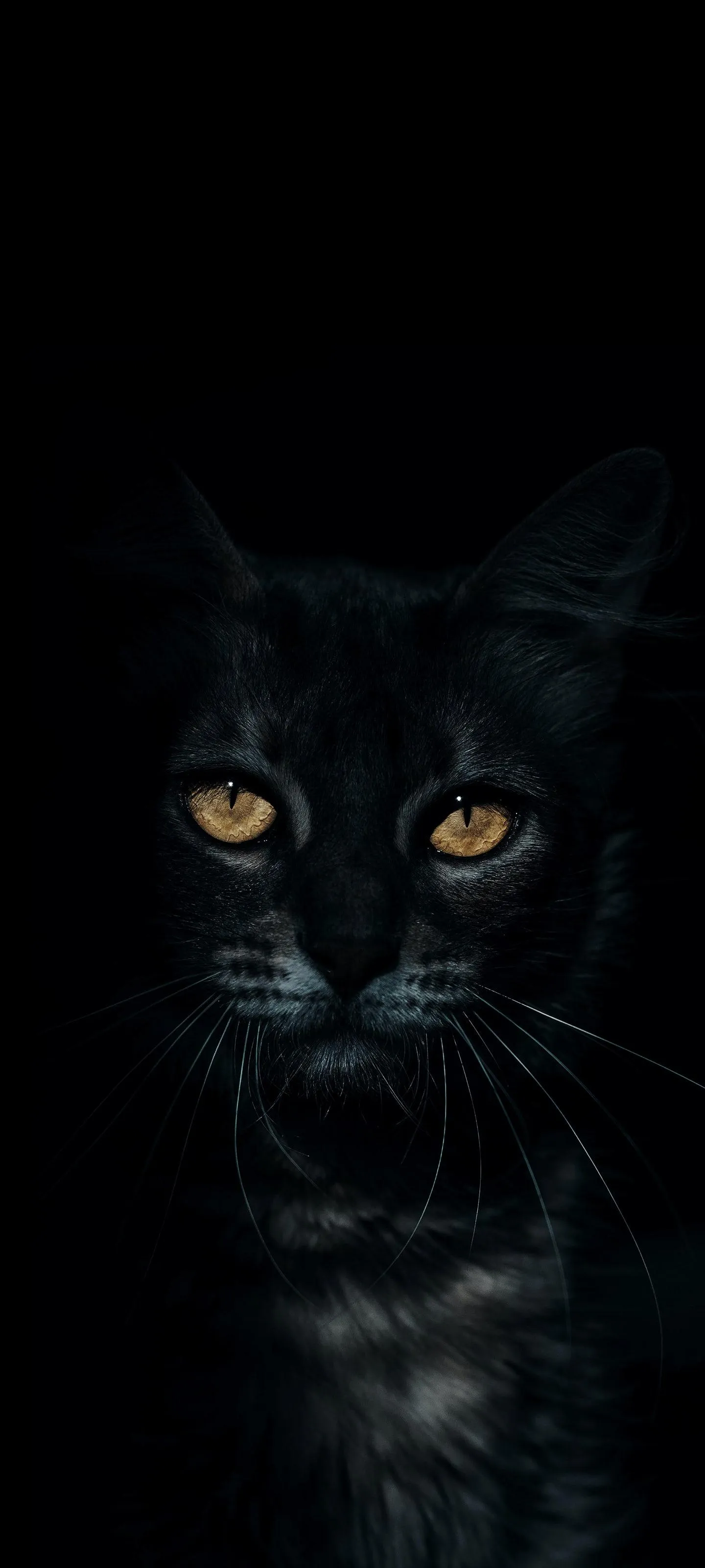 Black Cat Portrait Glowing from Shadows with Amber Eyes