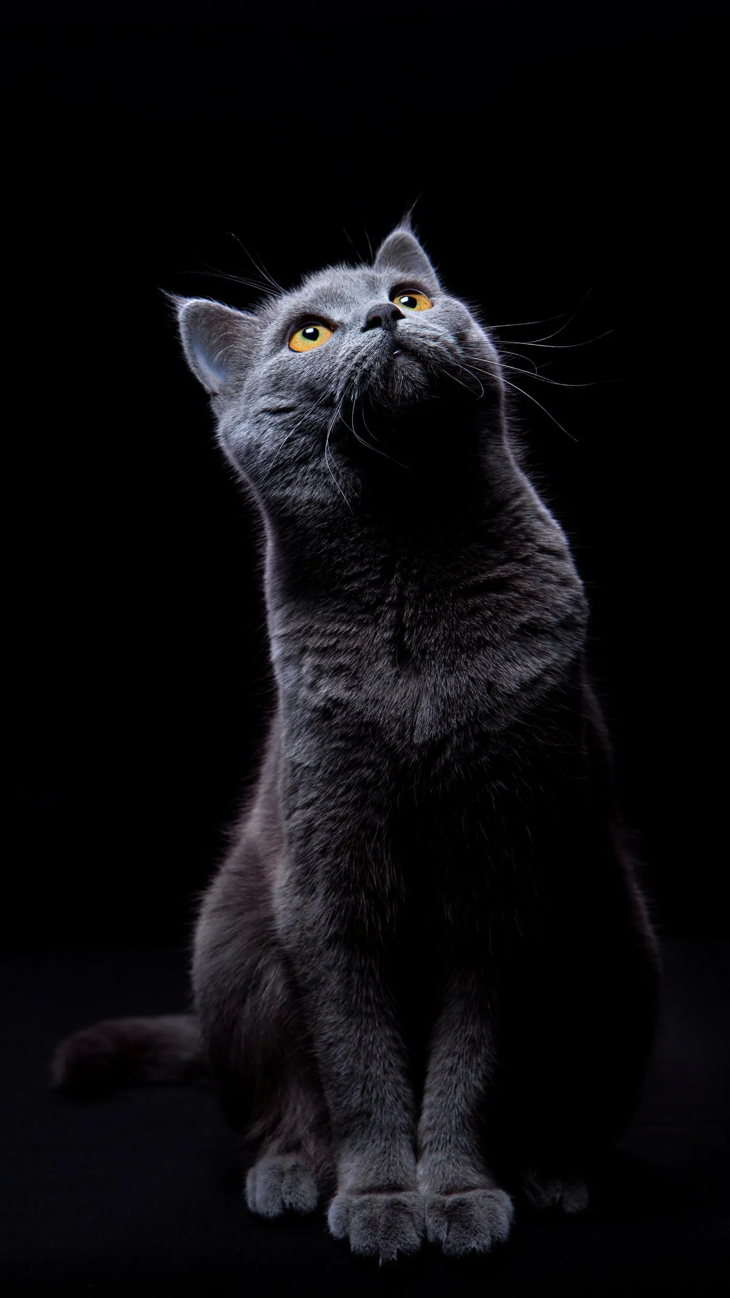 Black Cat Sitting with Mysterious Dim Light Wallpaper