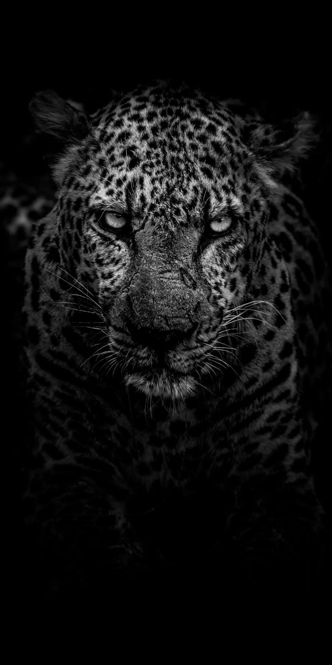 Black Cheetah Face in Darkness Powerful Look Wallpaper