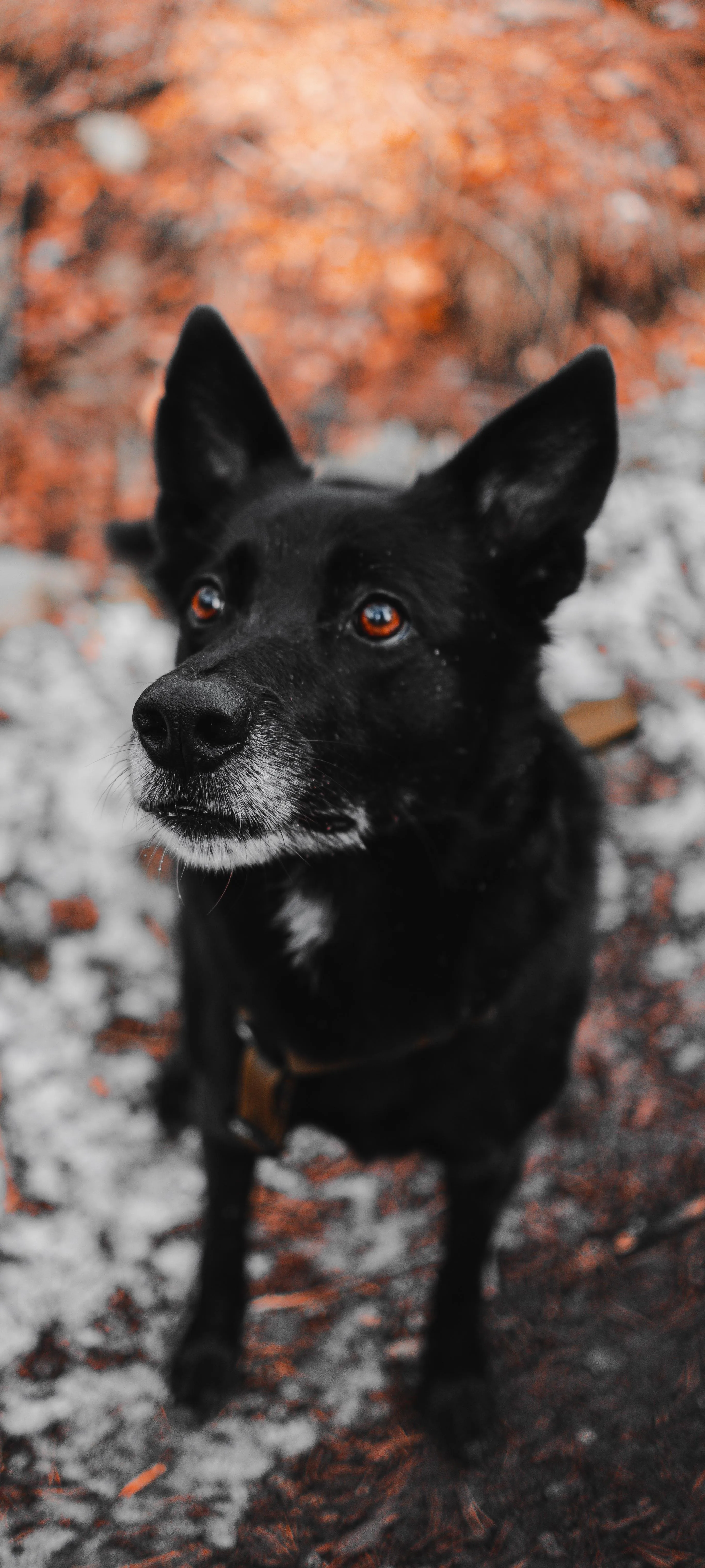 Black Dog Standing on Path in Moody Outdoor Setting Image