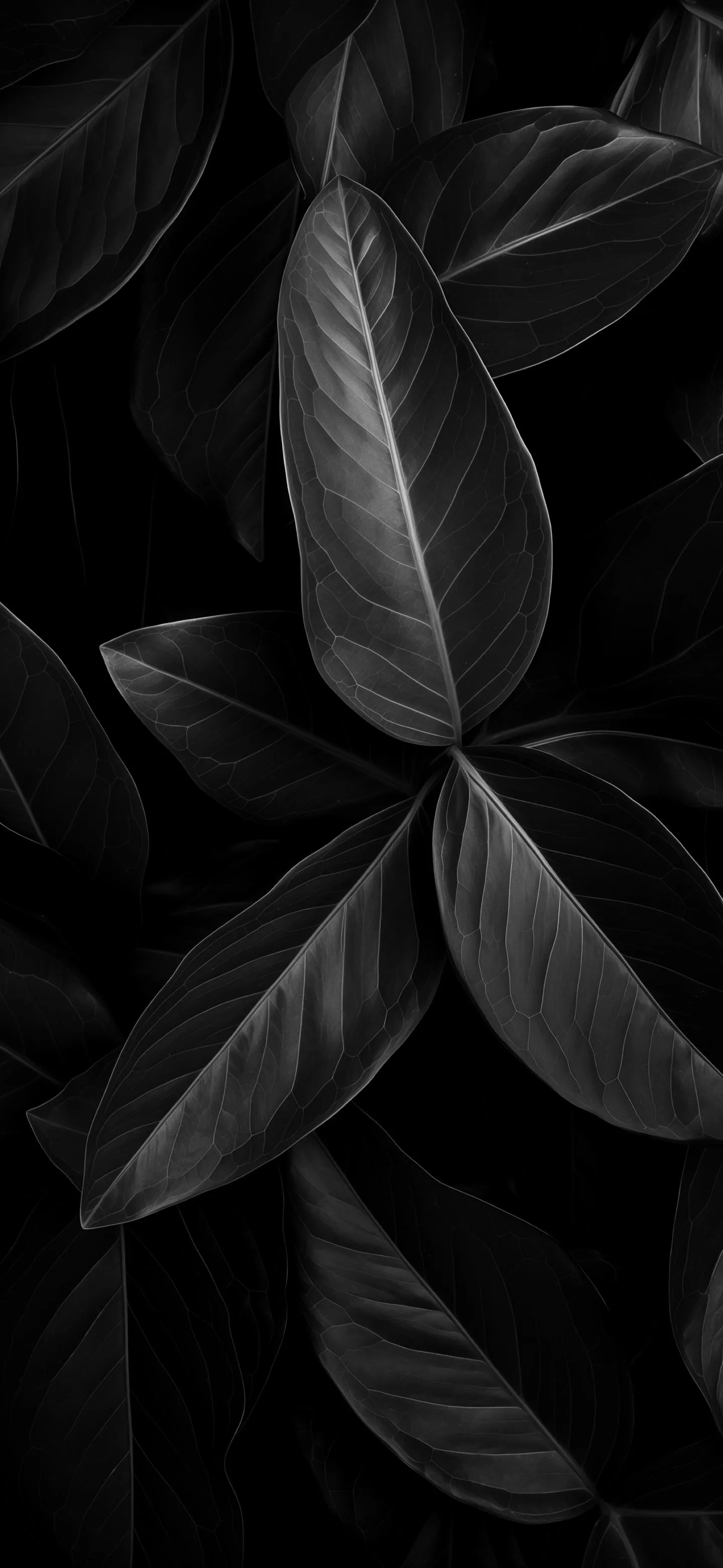 Black Leaves on Dark Background for Minimalist Look