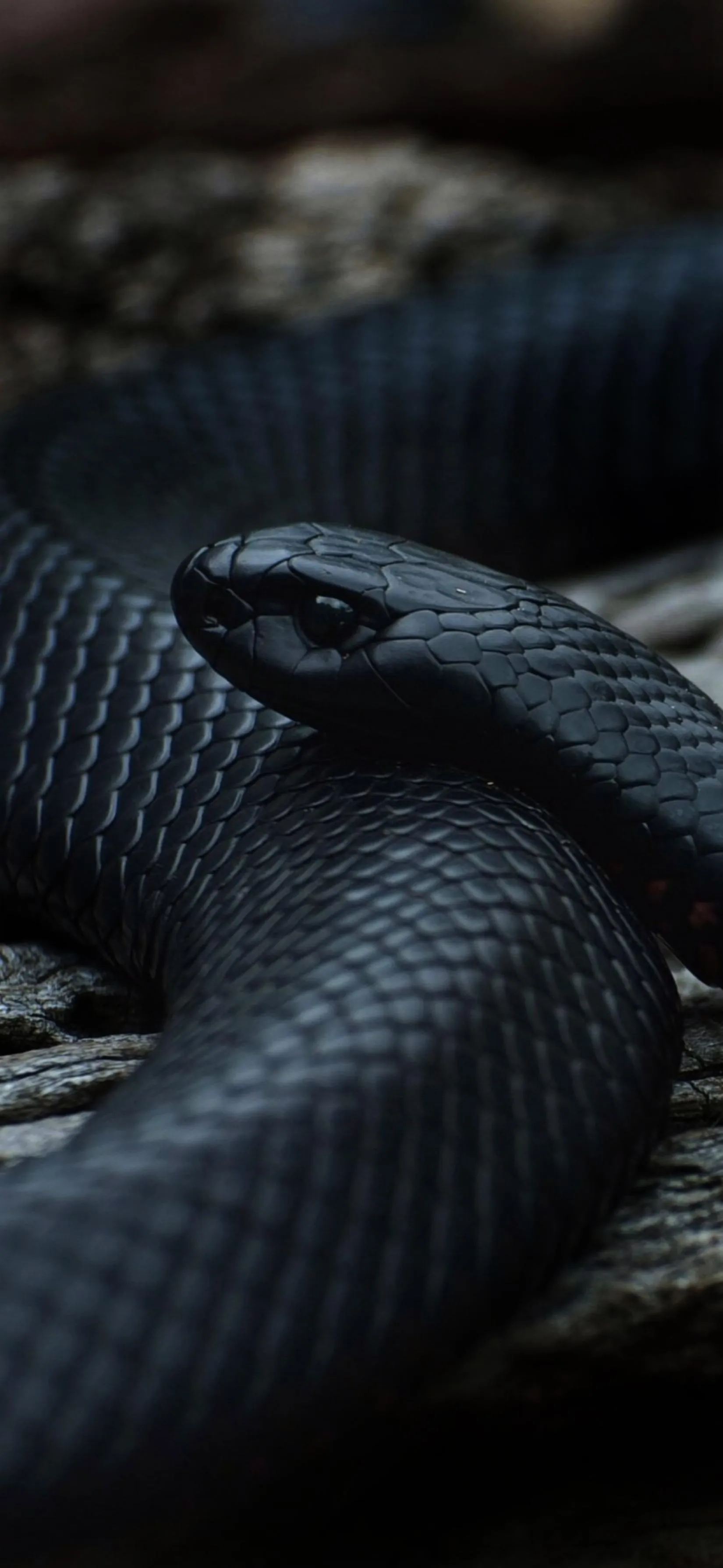 Black Snake Coiled on Wooden Surface in Dark Theme