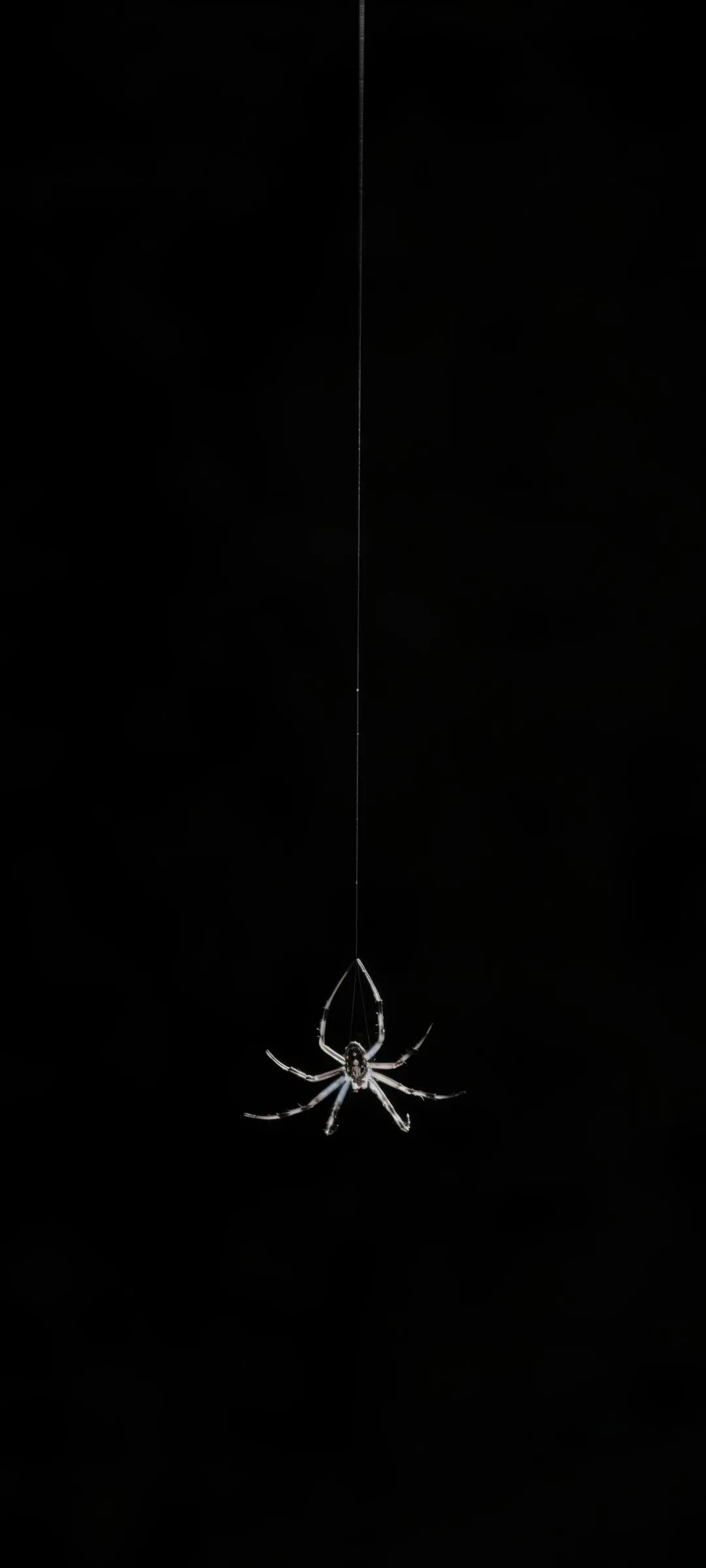 Black Wallpaper with Hanging Spider Minimal Art Background
