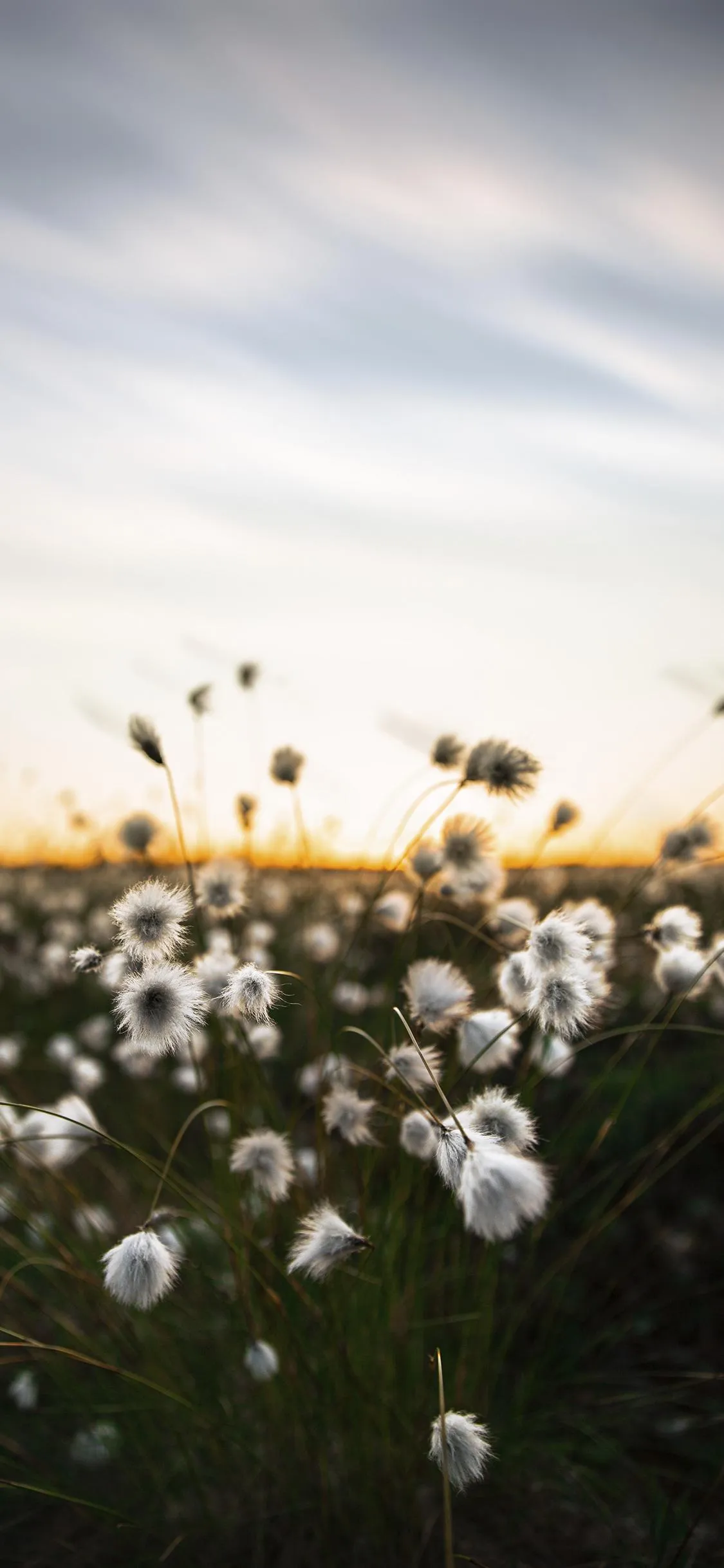 Blooming Daisy Field in Warm Morning Sunshine Wallpaper