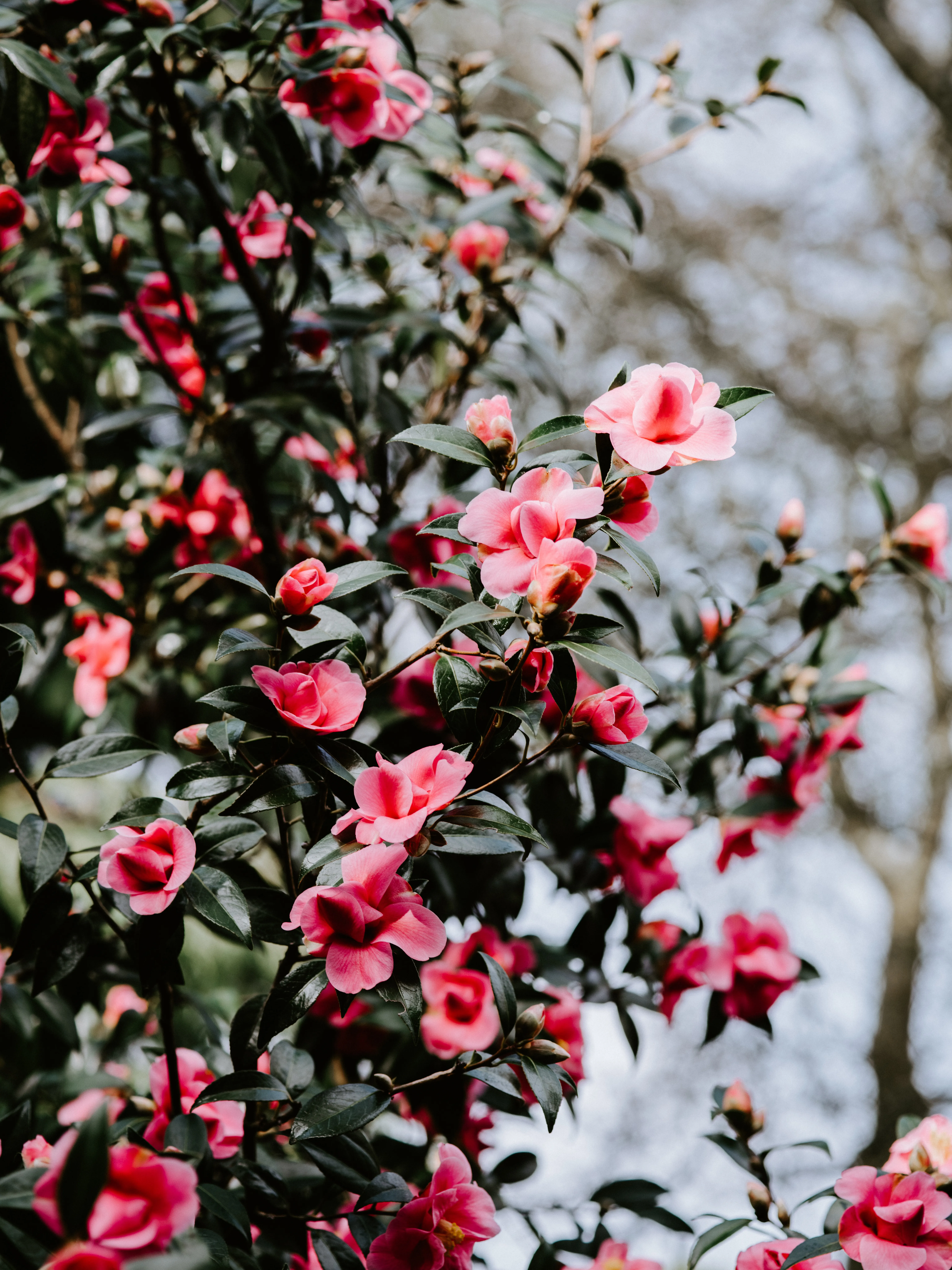 Blooming Pink Flowers Close Up with Soft Background