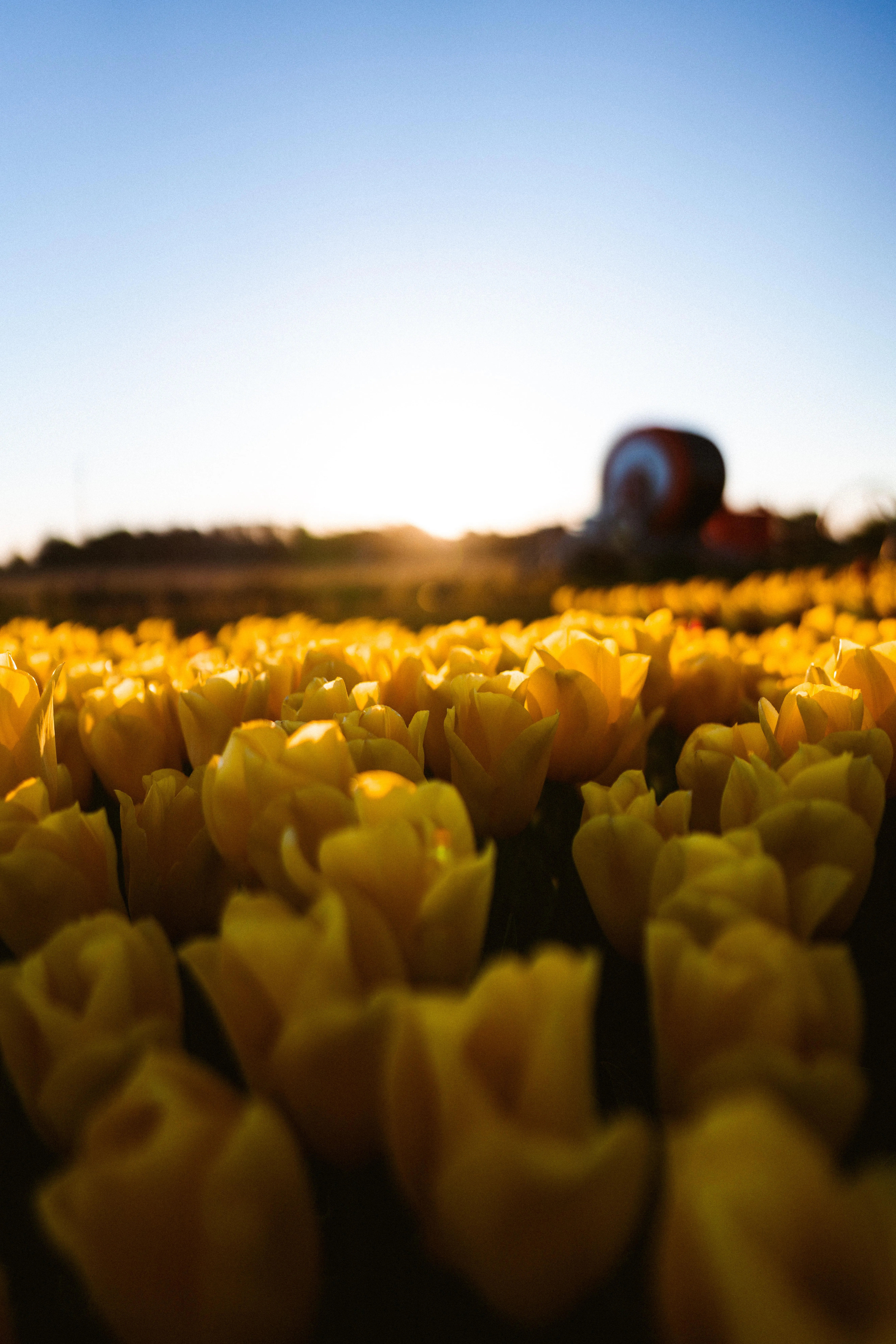 Blooming Yellow Tulip Field with Warm Sunrise Glow Wallpaper