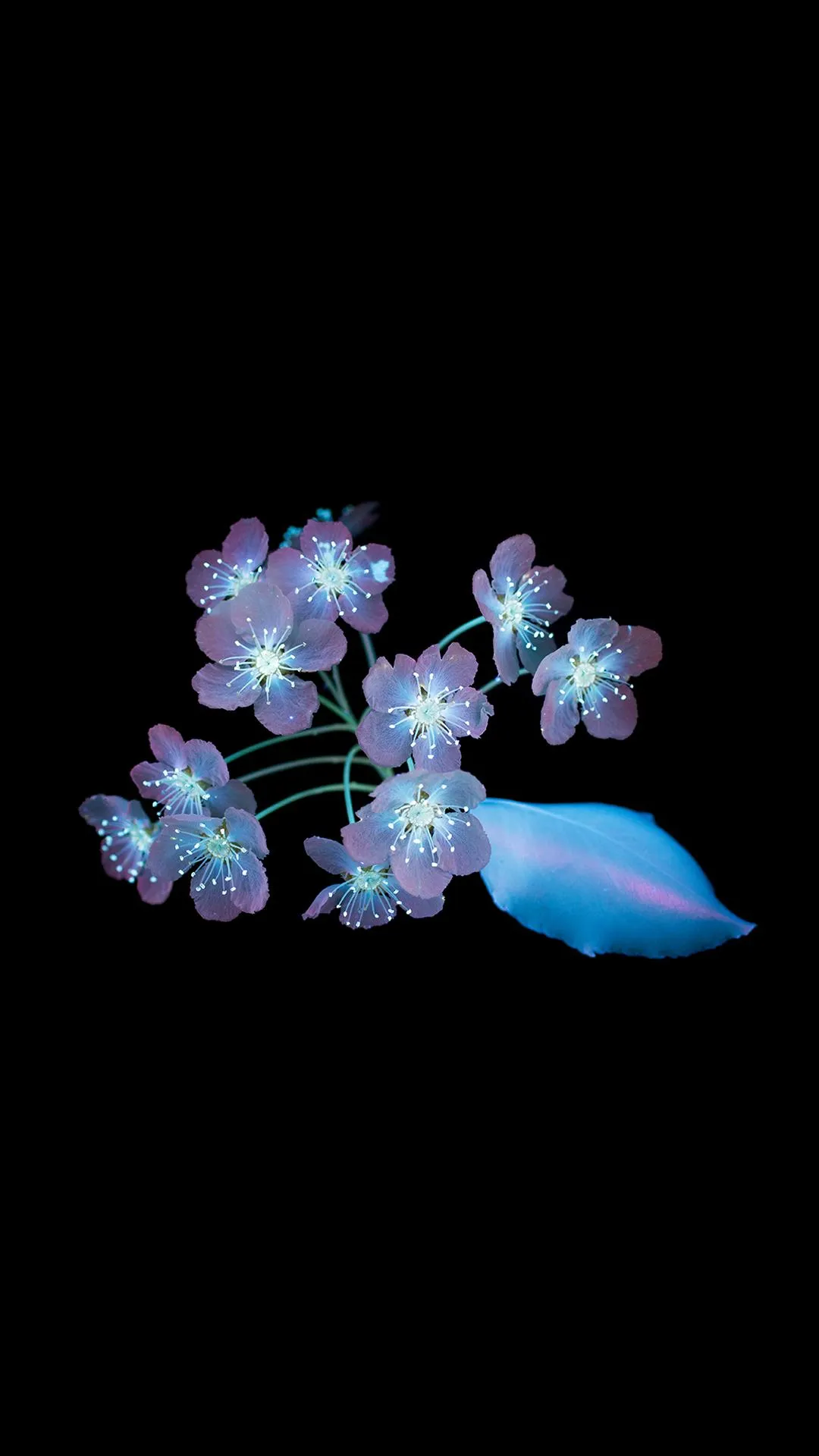 Blossoming Flowers on Black Mobile Background Wallpaper