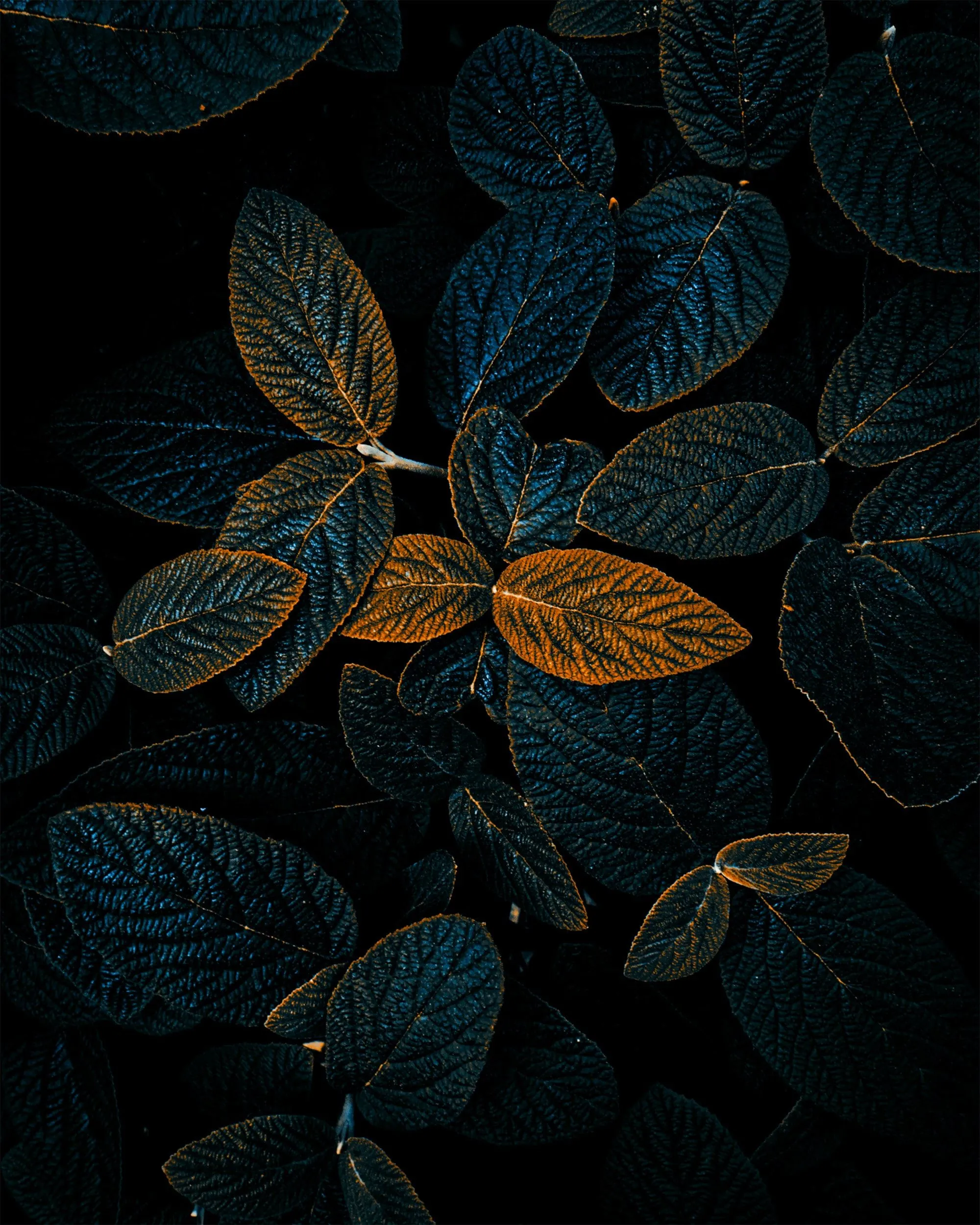 Blue and Gold Leaves Dark Texture for OnePlus 12 Wallpaper
