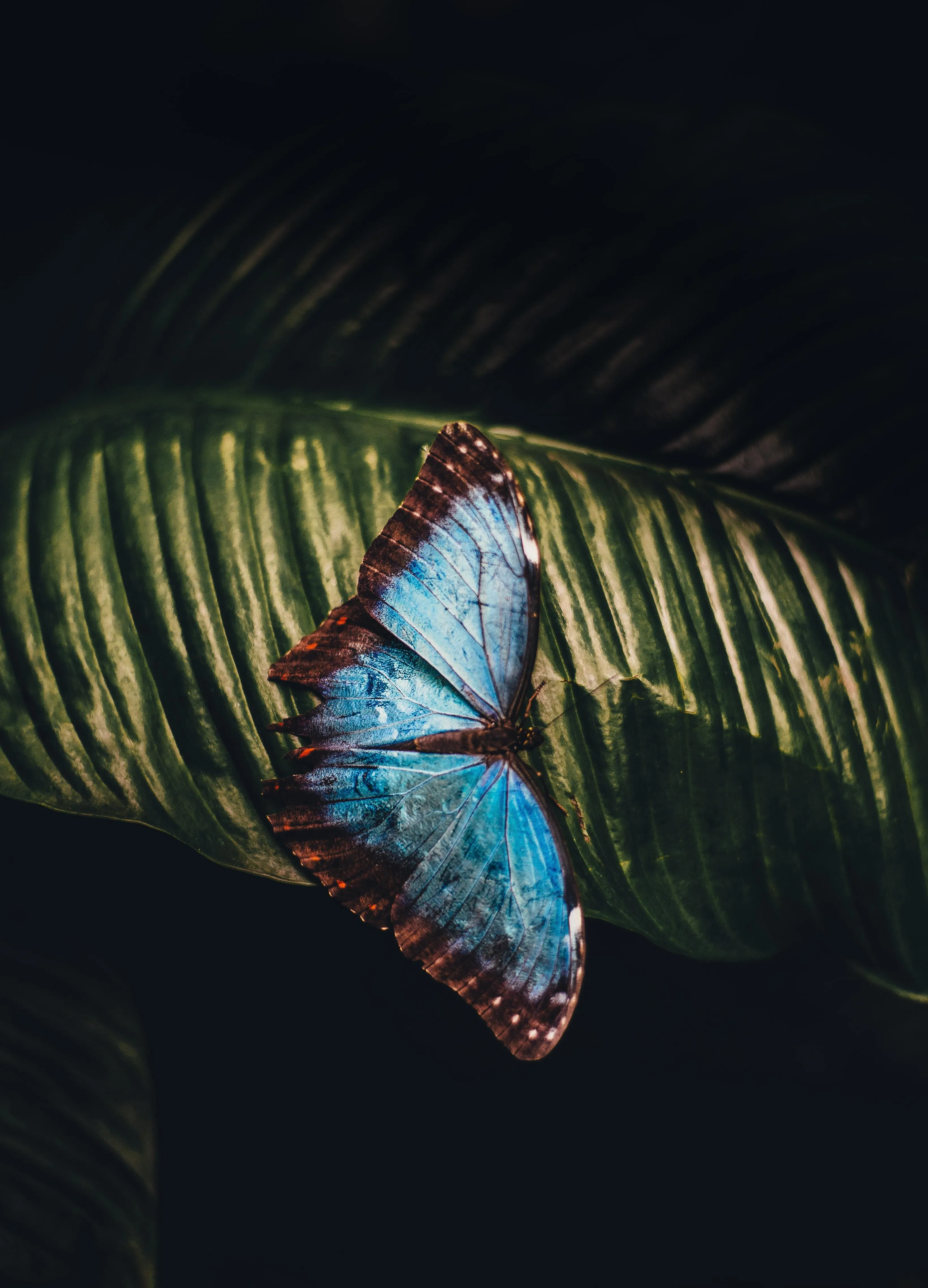 Blue Butterfly Resting Against Dark Dramatic Backdrop