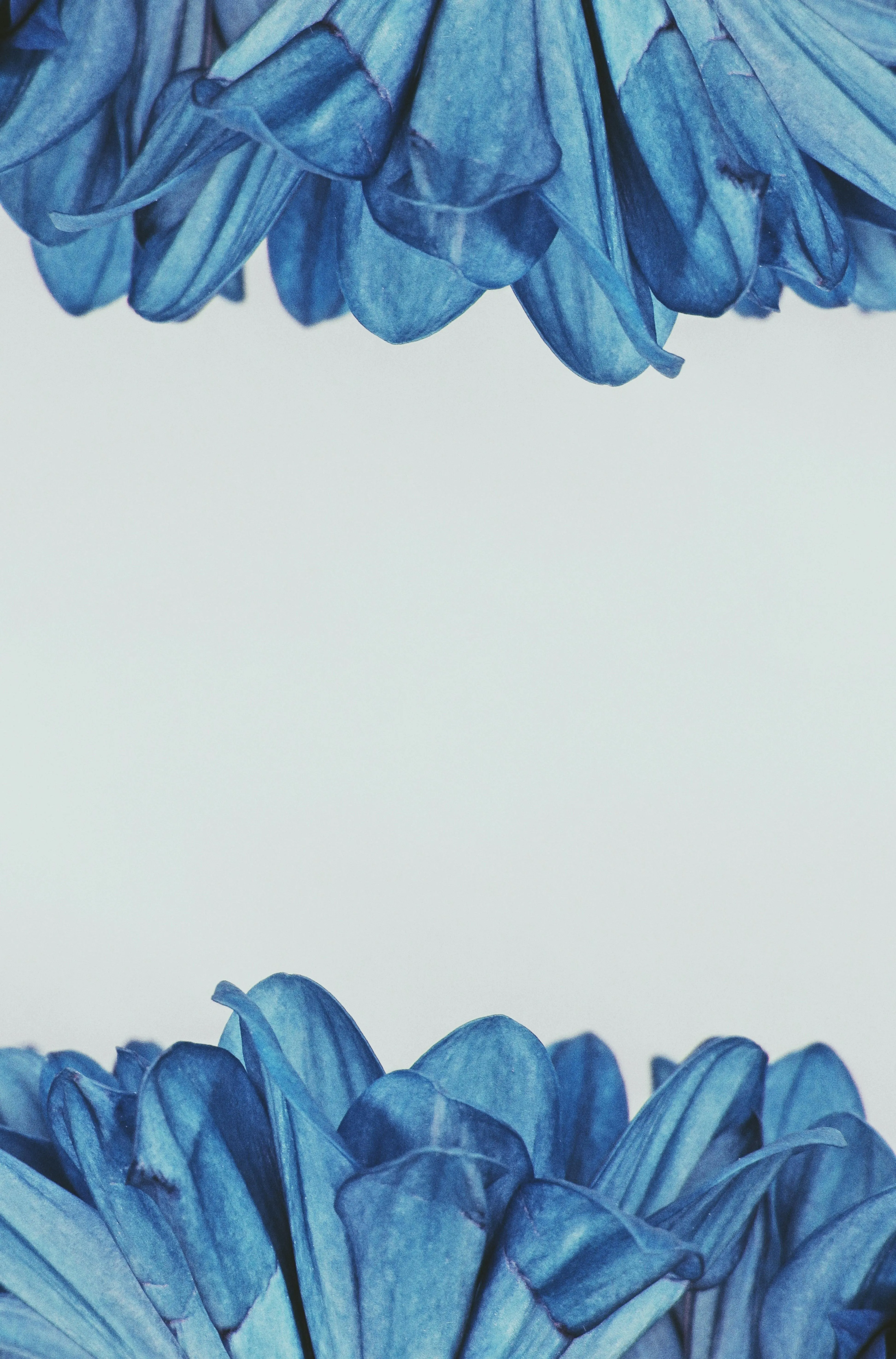 Blue Floral Frame with White Background Center Wallpaper