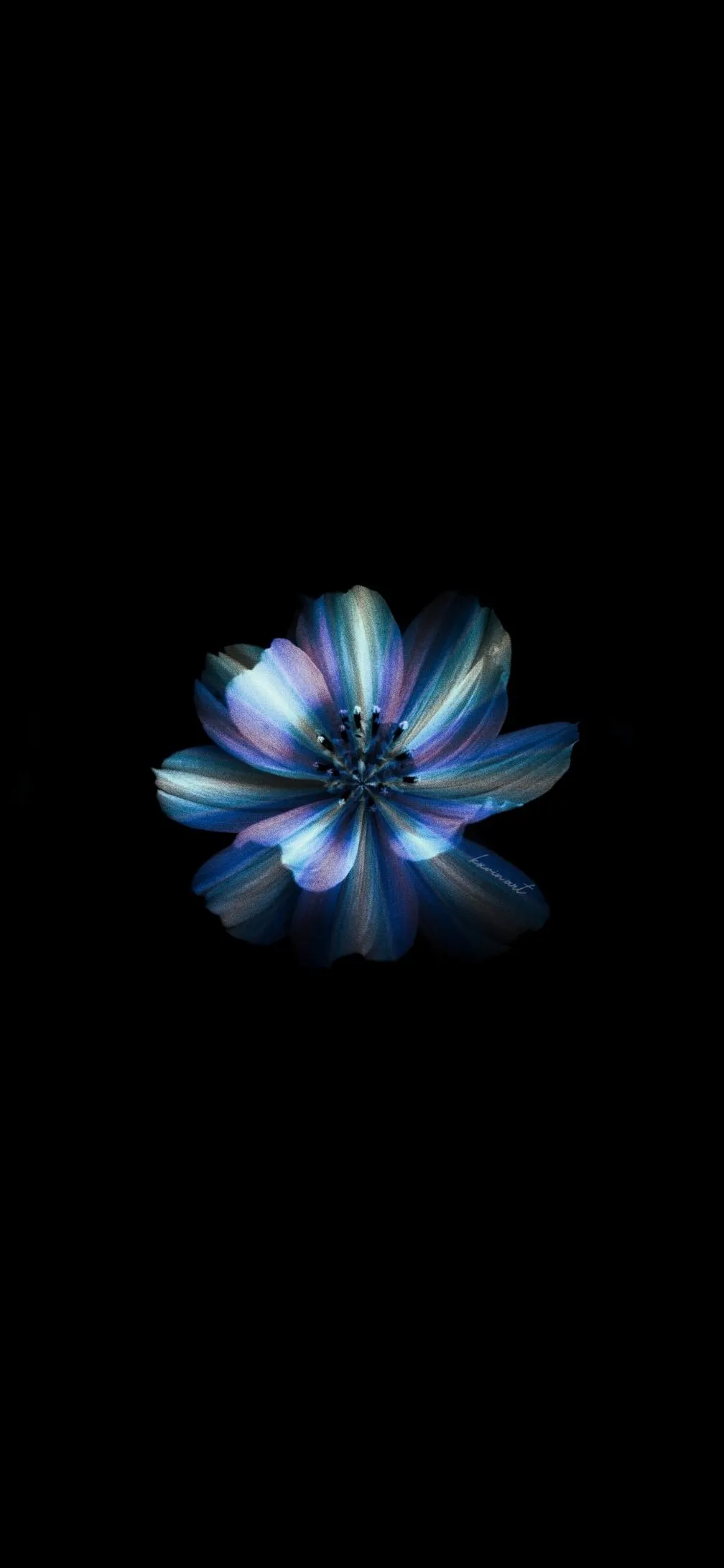 Blue Flower Blooming on Black Background Aesthetic