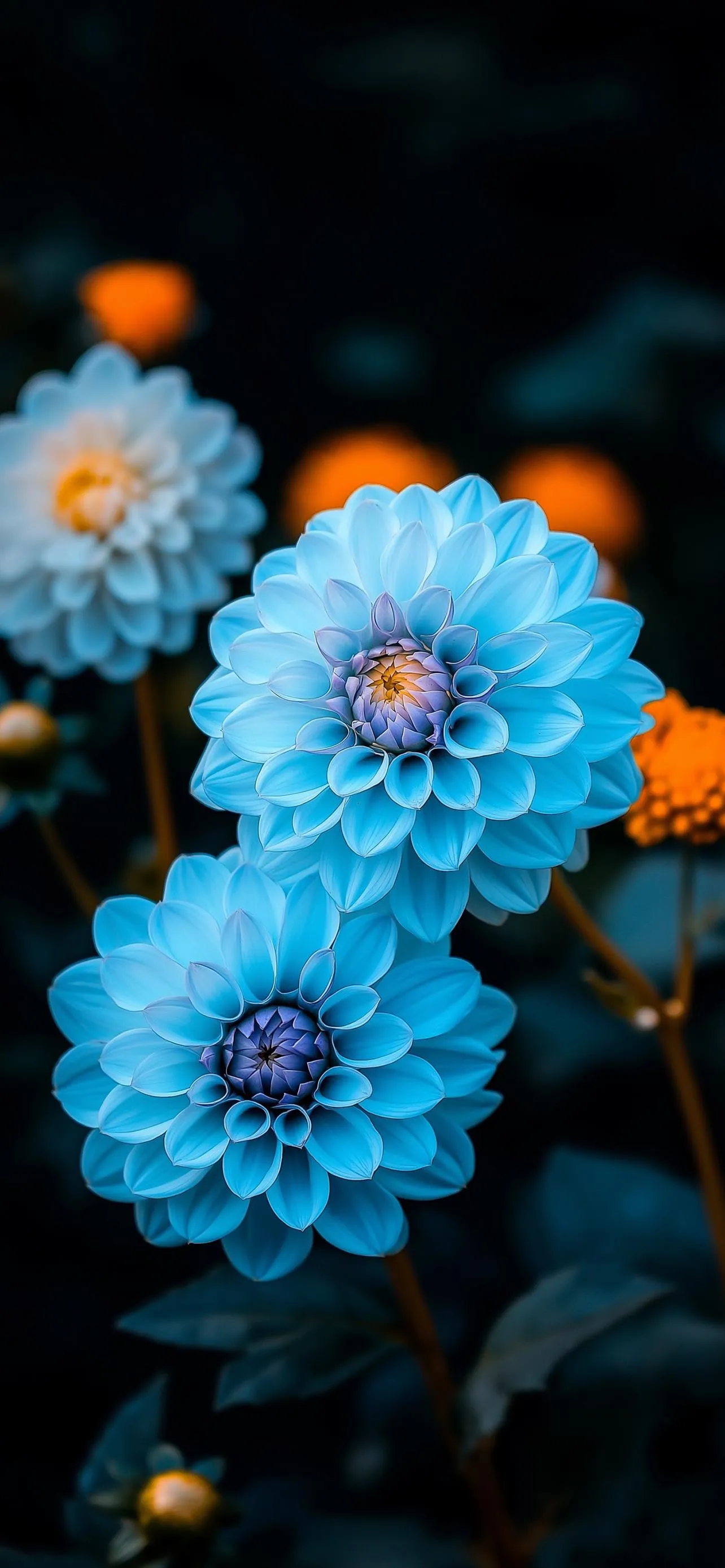 Blue Flowers Glowing in Dark Background free Wallpaper