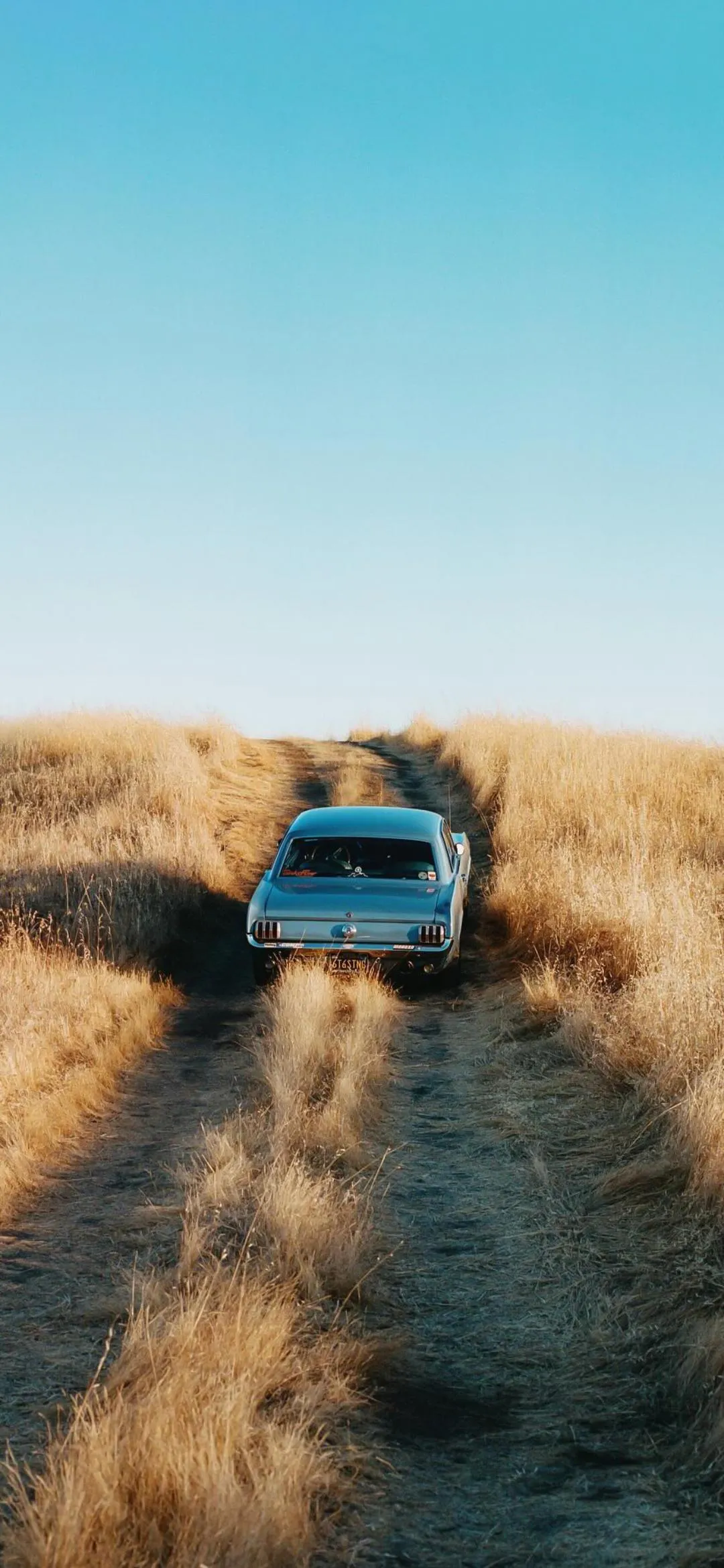 Blue SUV Driving on Wheat Field Trail in Morning Wallpaper