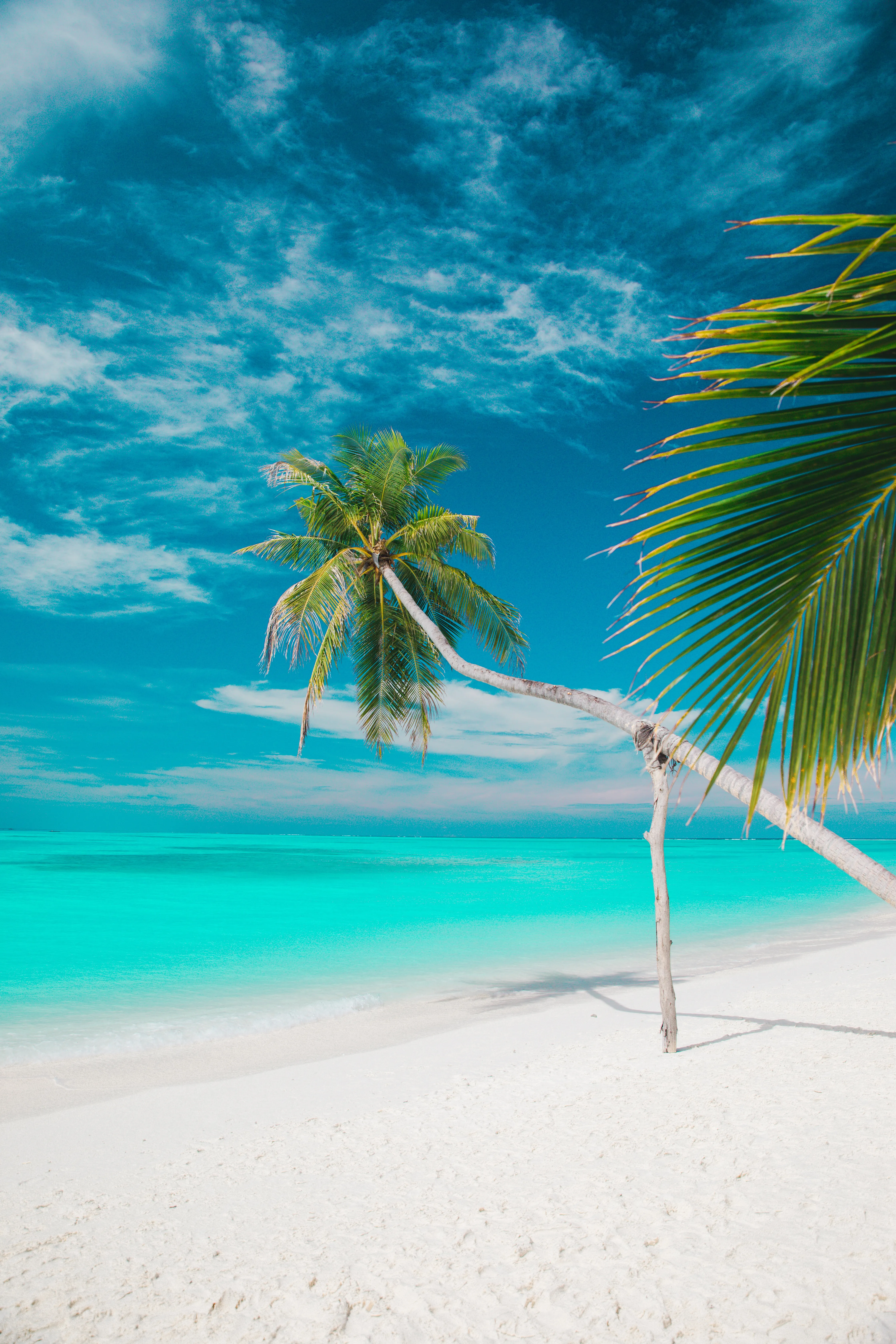 Blue Tropical Beach with Palm Trees and Sea Wallpaper