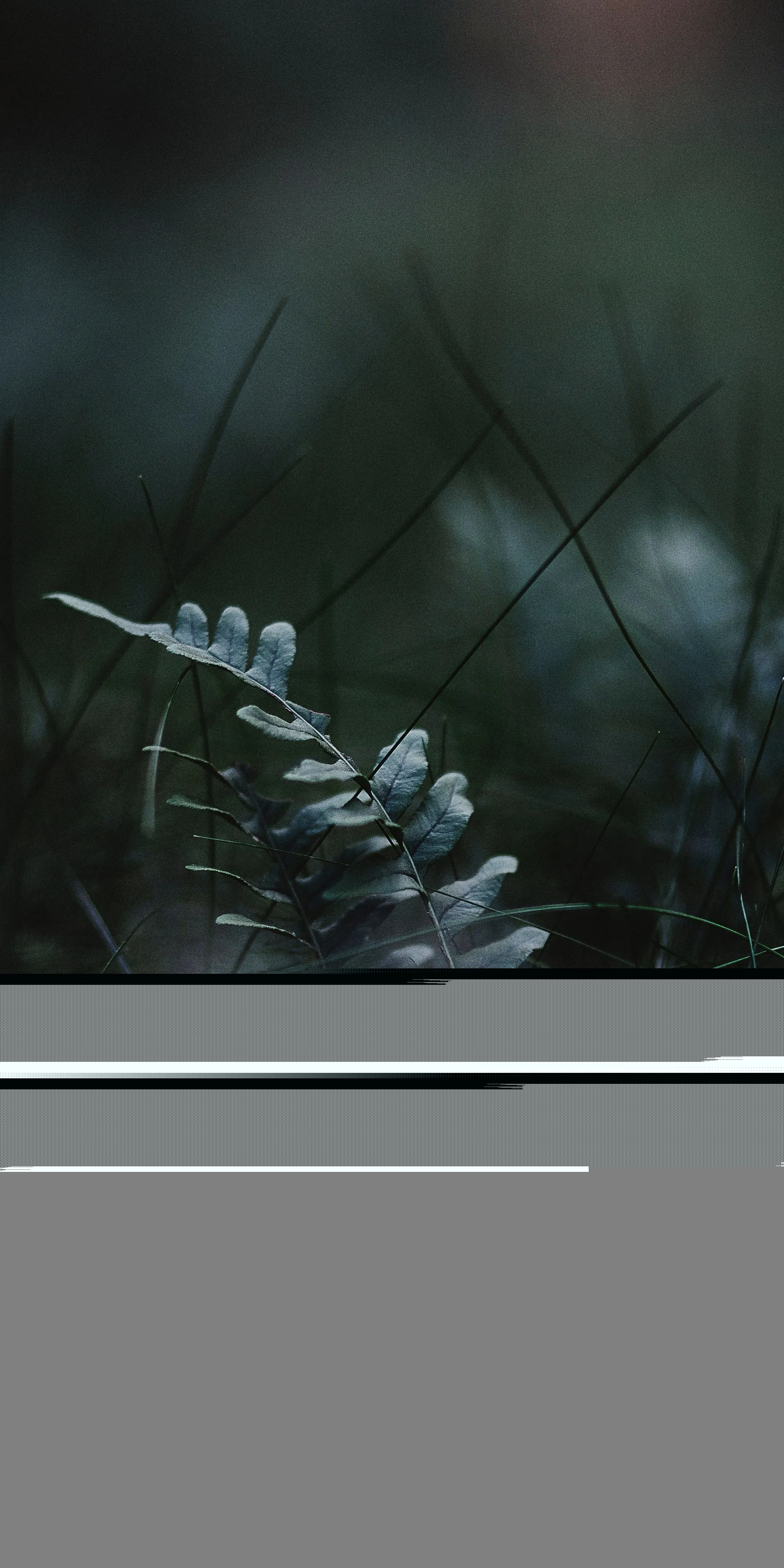 Blurred Grass Image with Soft Background Blur Free HD