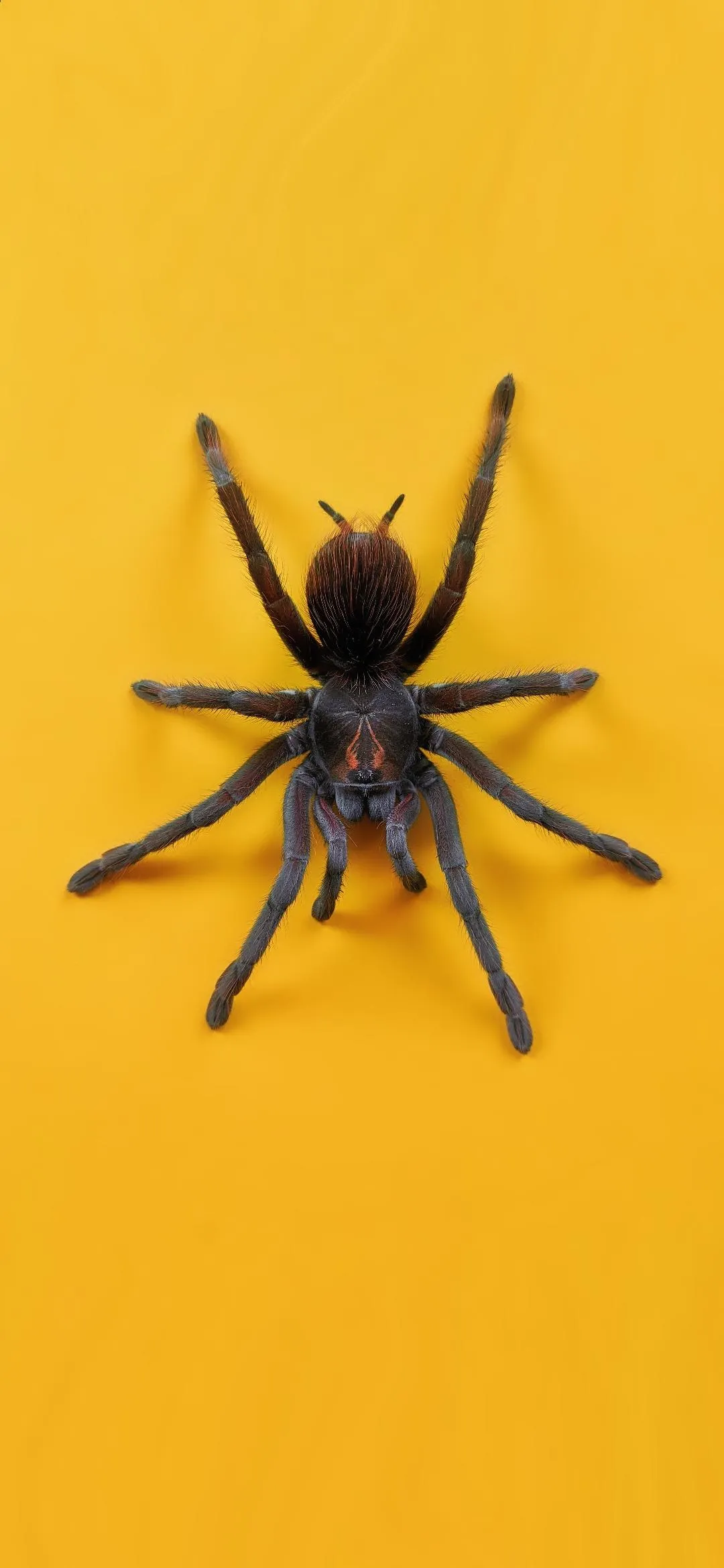 Bold Yellow Backdrop with Artistic Spider Design Wallpaper