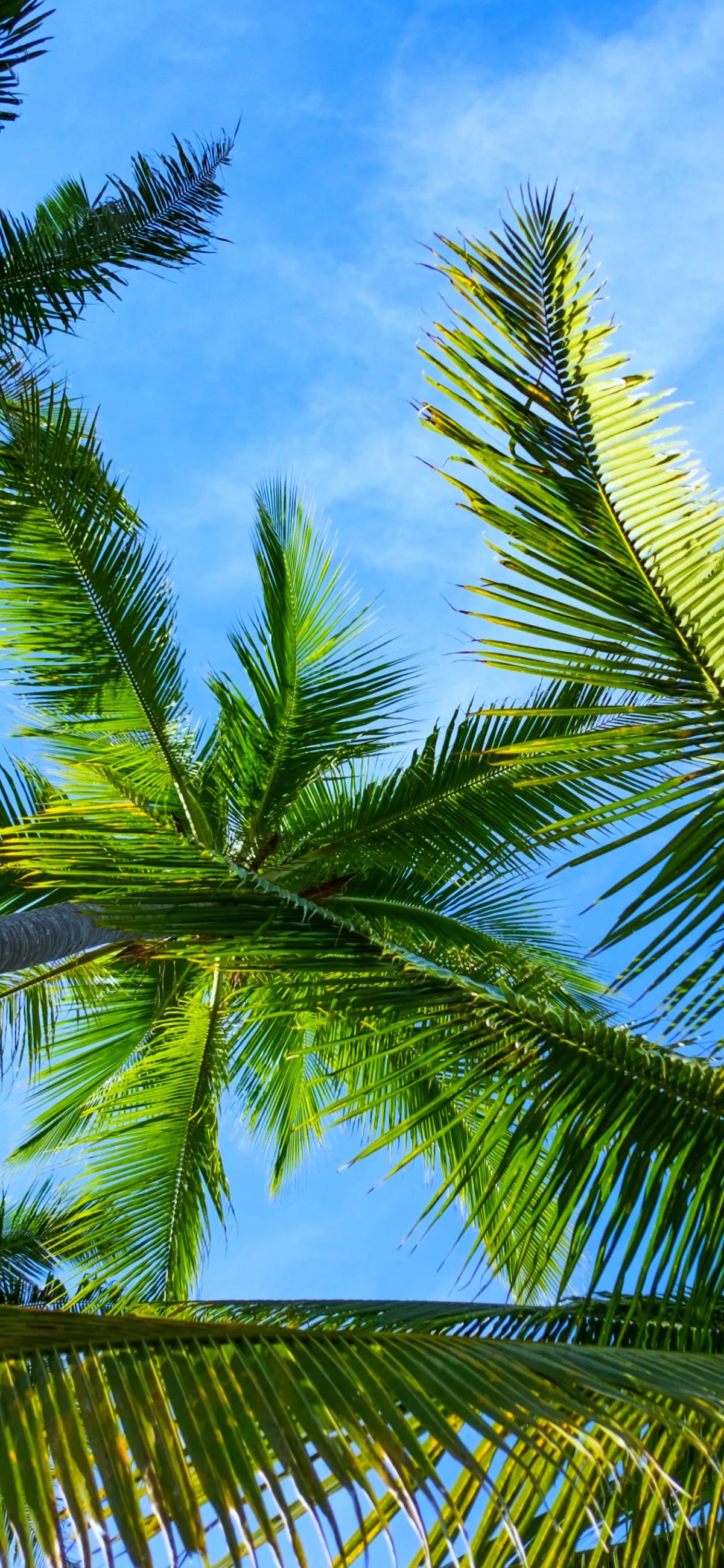 Bright Blue Sky with Palm Tree Leaves in Summer Light