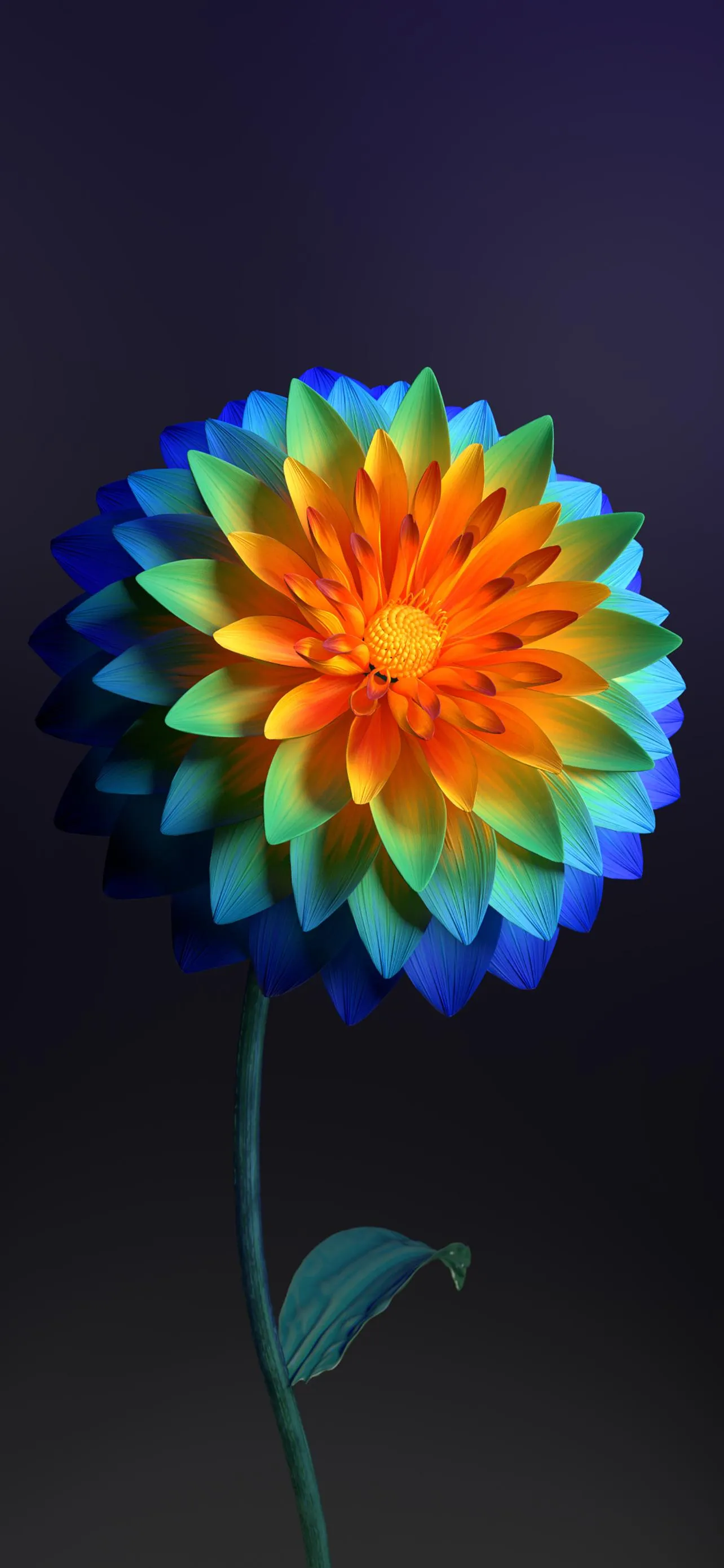 Bright Colorful Flower Blooming on Dark Gradient Backdrop