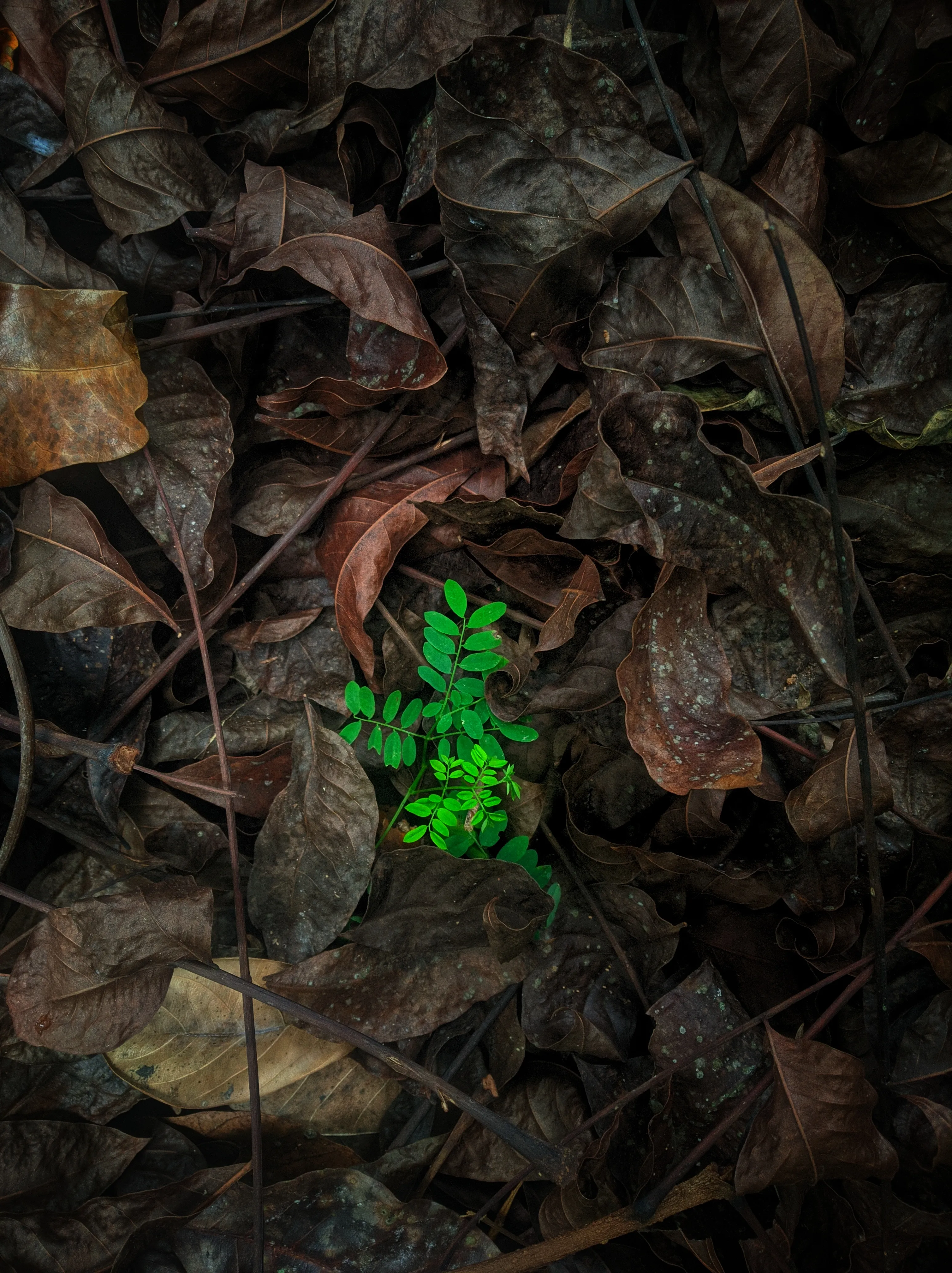 Bright Green Plant Growing Among Fallen Autumn Leaves