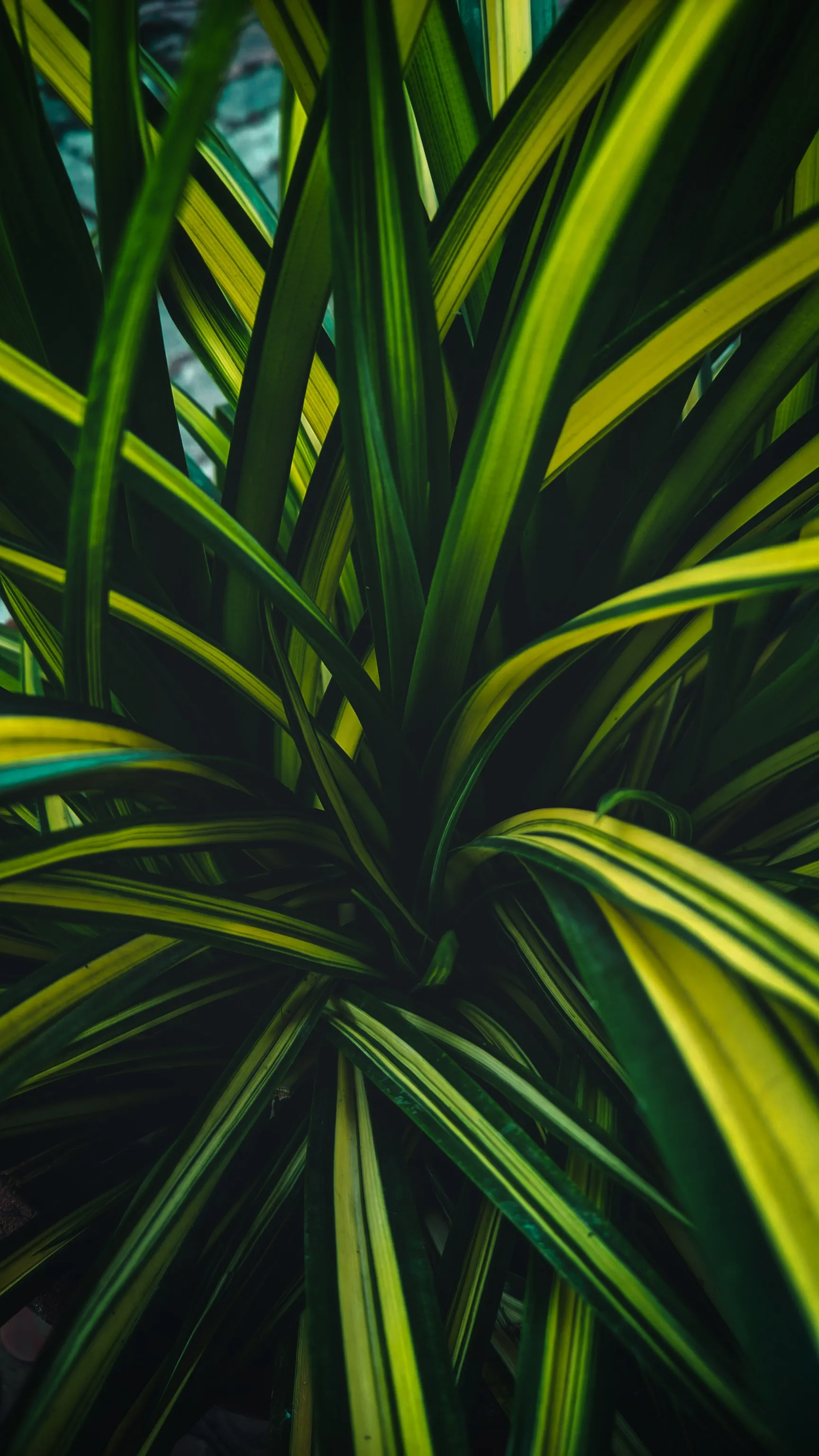 Bright Green Tropical Leaves with Dark Shadows HD Image
