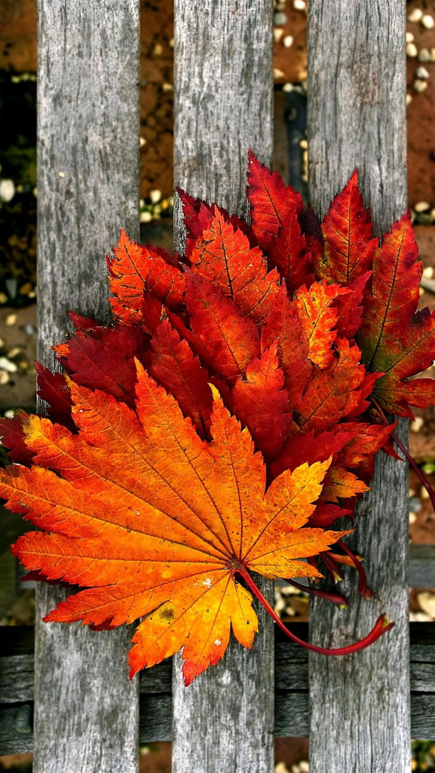 Bright Orange Autumn Leaves on Rustic Wooden Surface