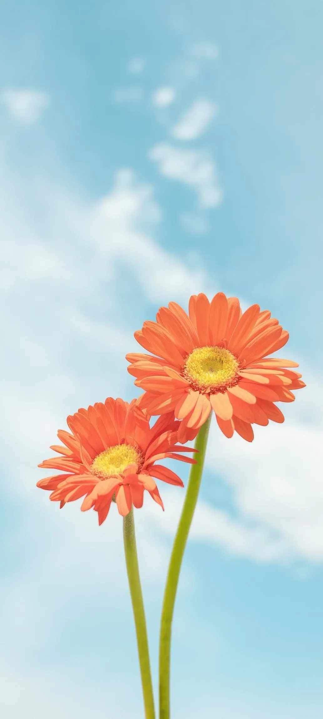 Bright Orange Flowers Under Soft Clear Blue Sky Wallpaper