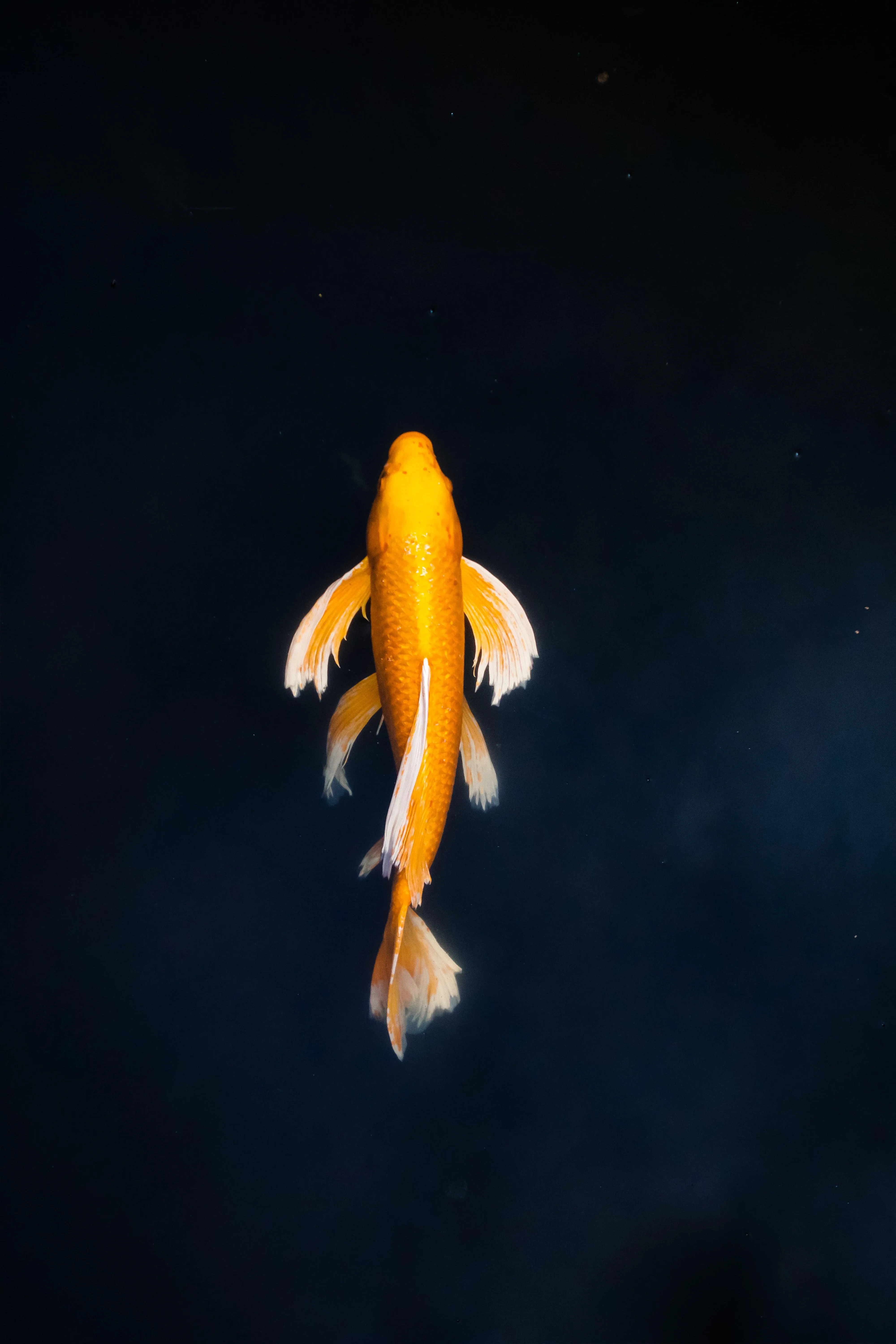 Bright Orange Goldfish Swimming in Dark Water Background