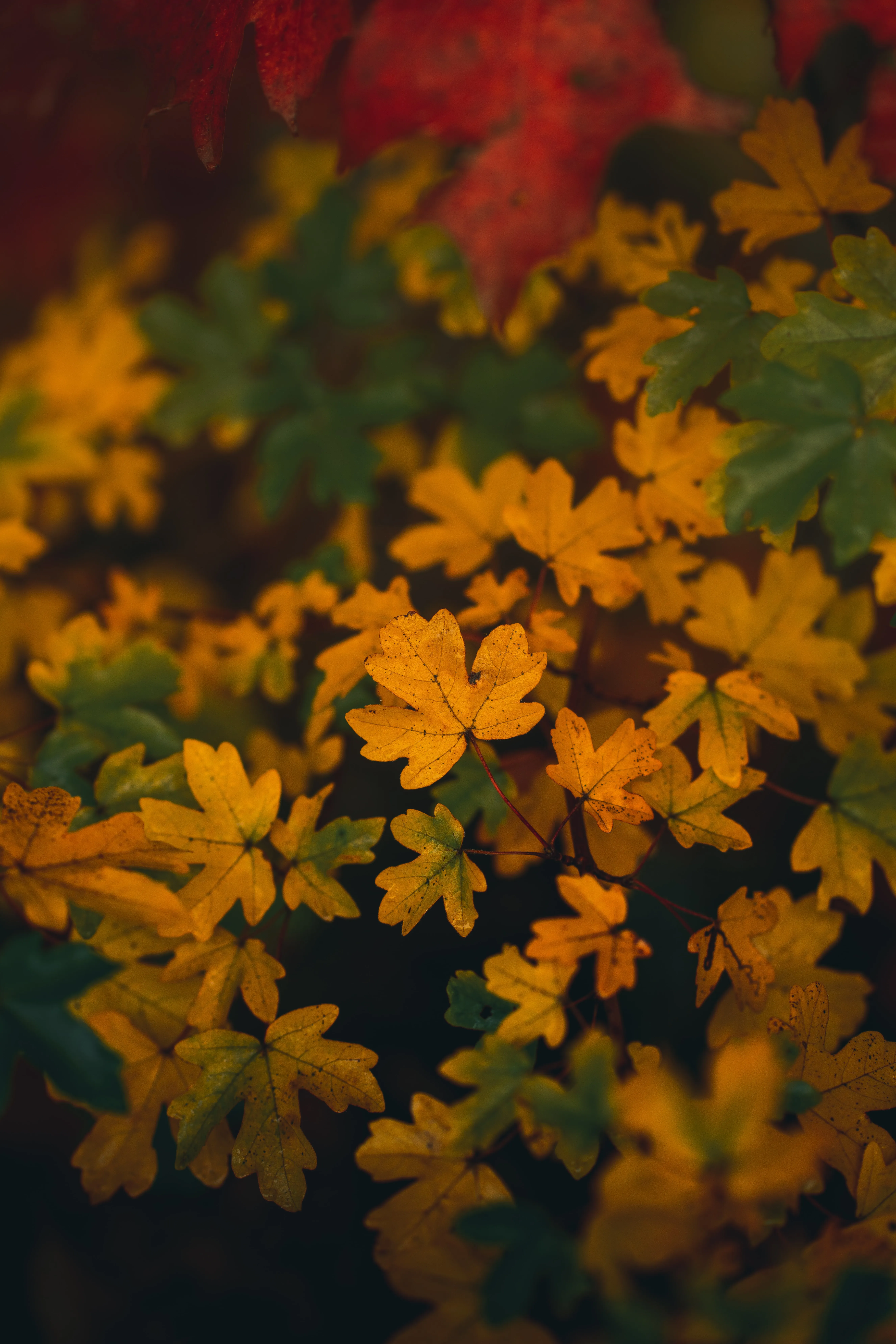 Bright Orange Leaves on Tree Branches in Fall Wallpaper