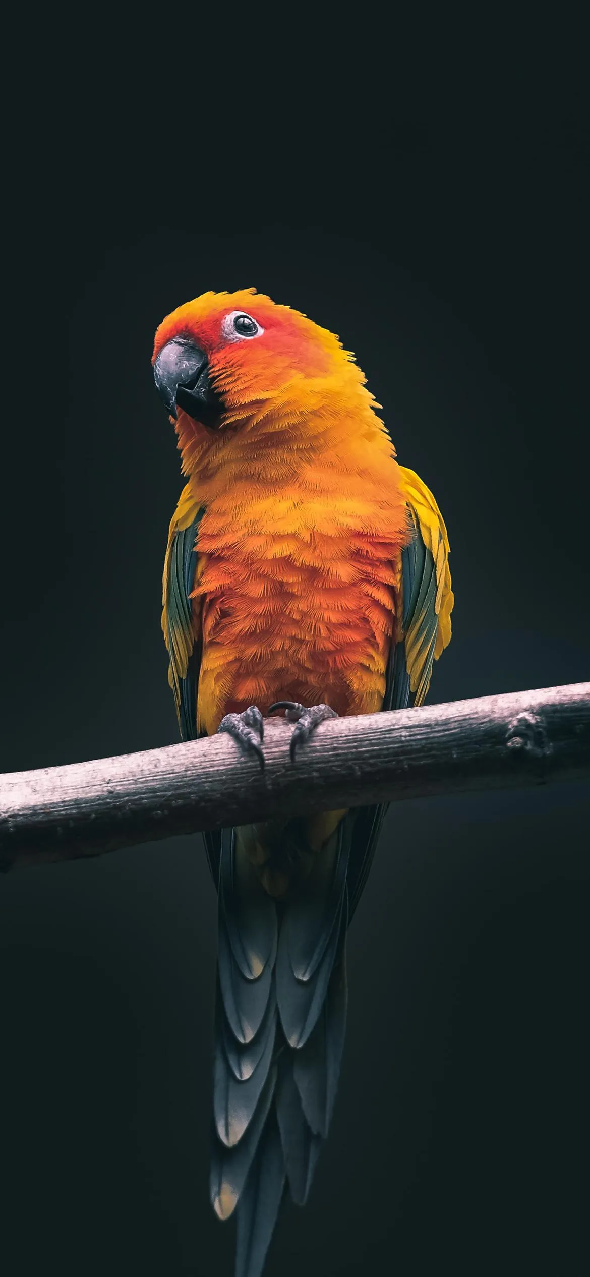 Bright Orange Parrot Sitting on Thin Metal Branch Wallpaper