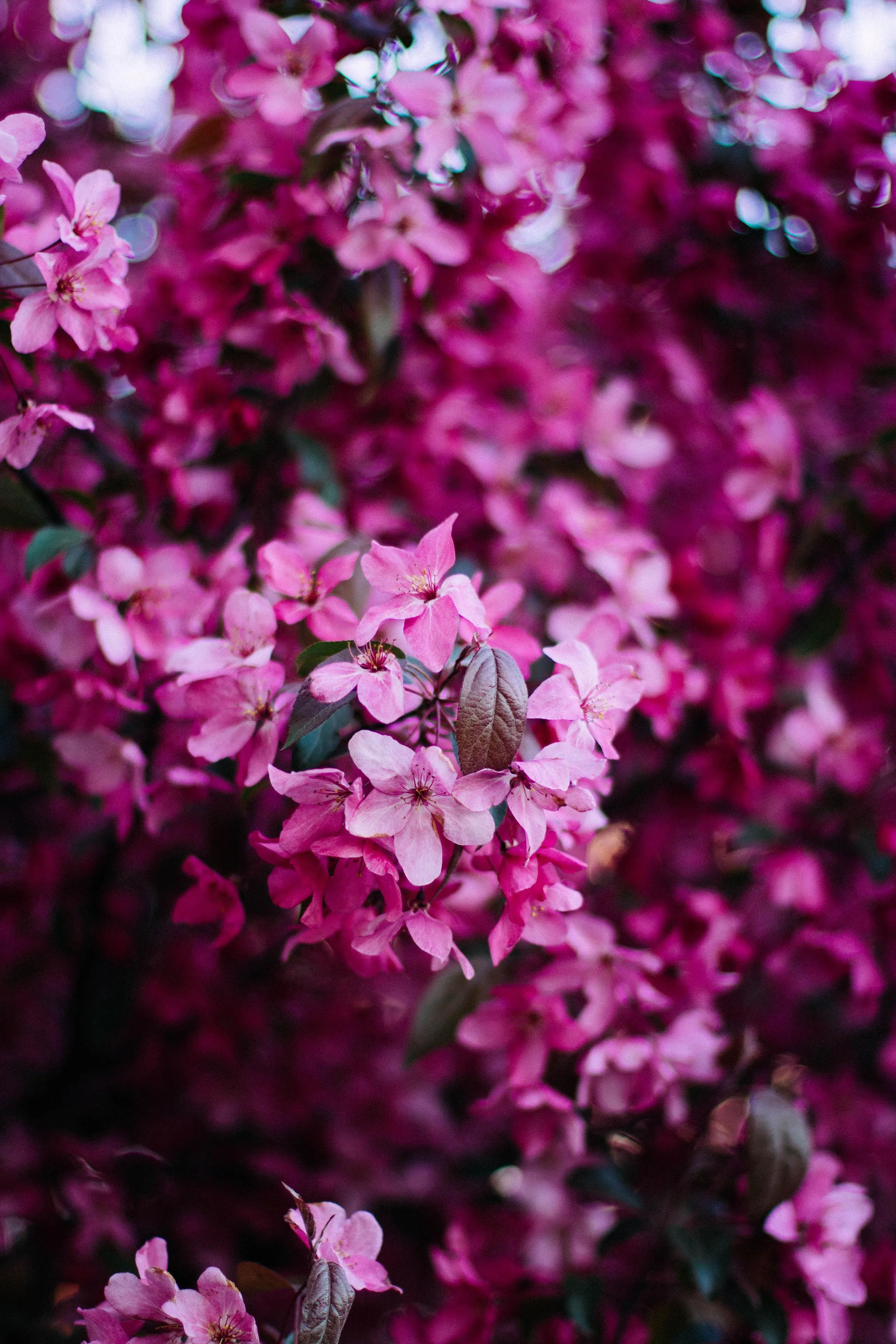 Bright Pink Blossoms Framing Soft Vibrant Spring Scenery