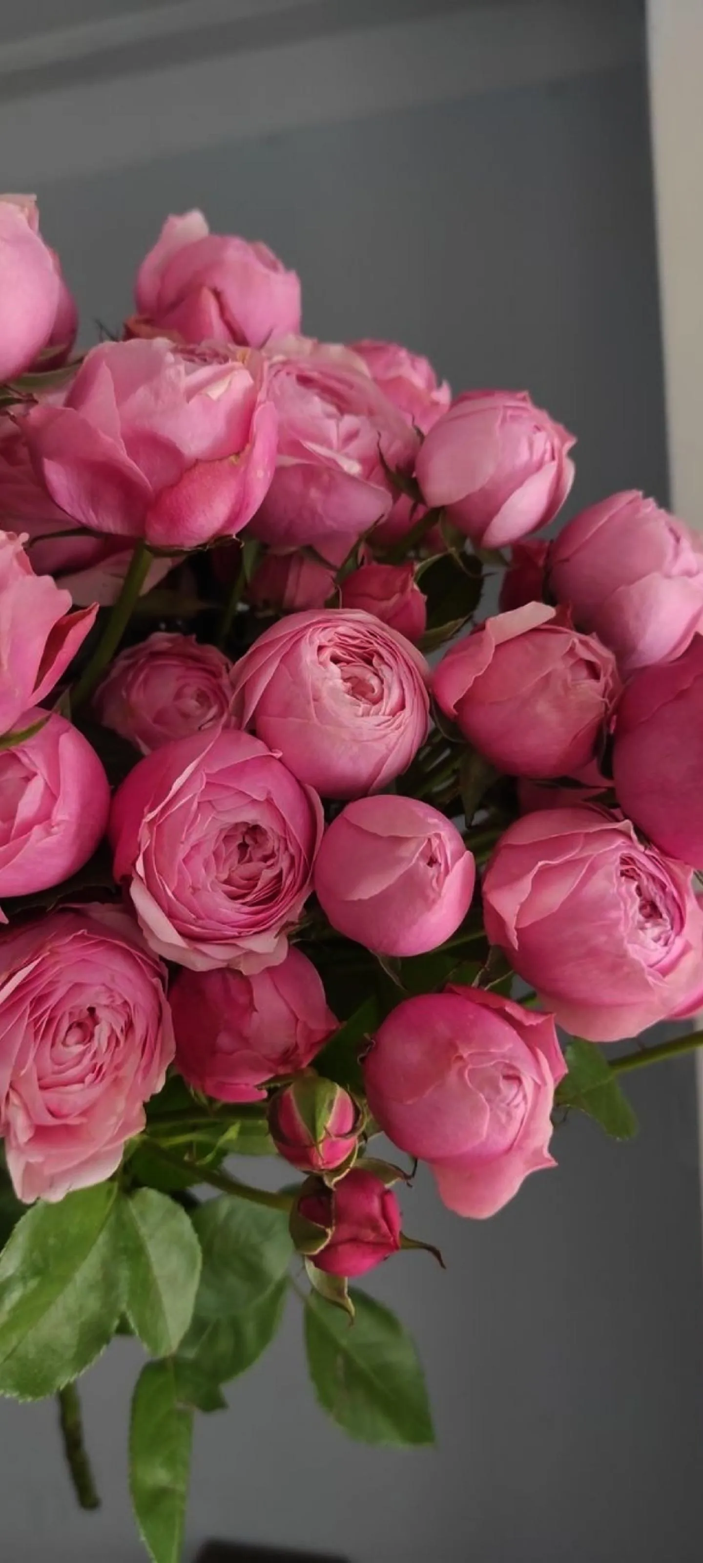 Bright Pink Roses in Vase Against Neutral Gray Wall