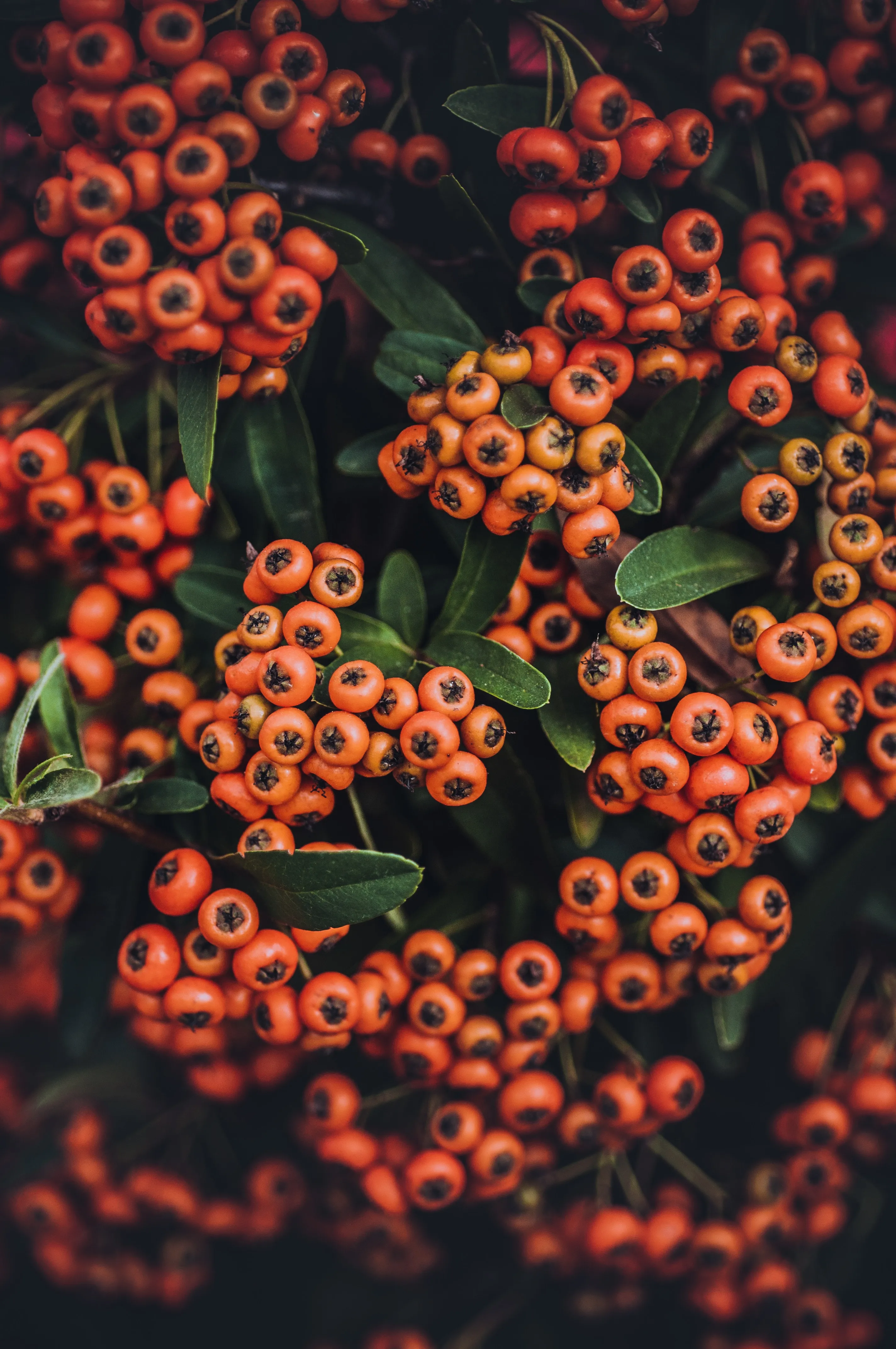 Bright Red Berries and Green Leaves Close Up Wallpaper