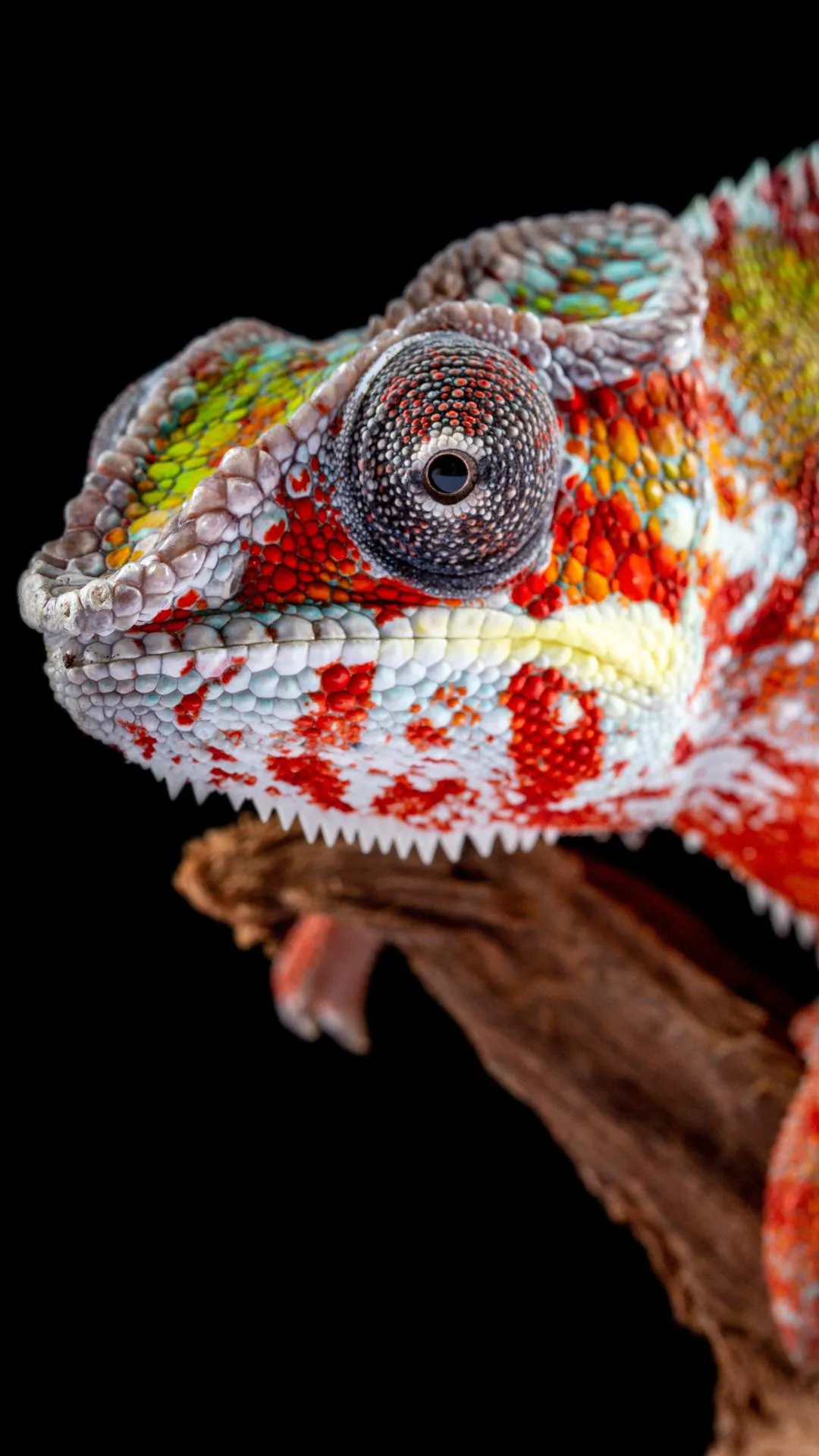 Bright Red Chameleon Close Up with Dark Background