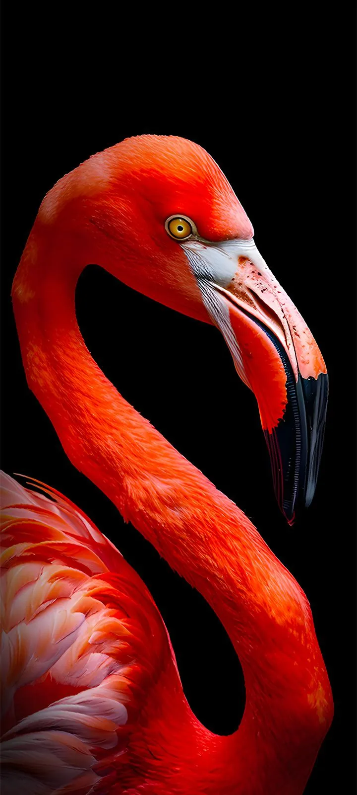Bright Red Flamingo Bird Standing Close View Wallpaper