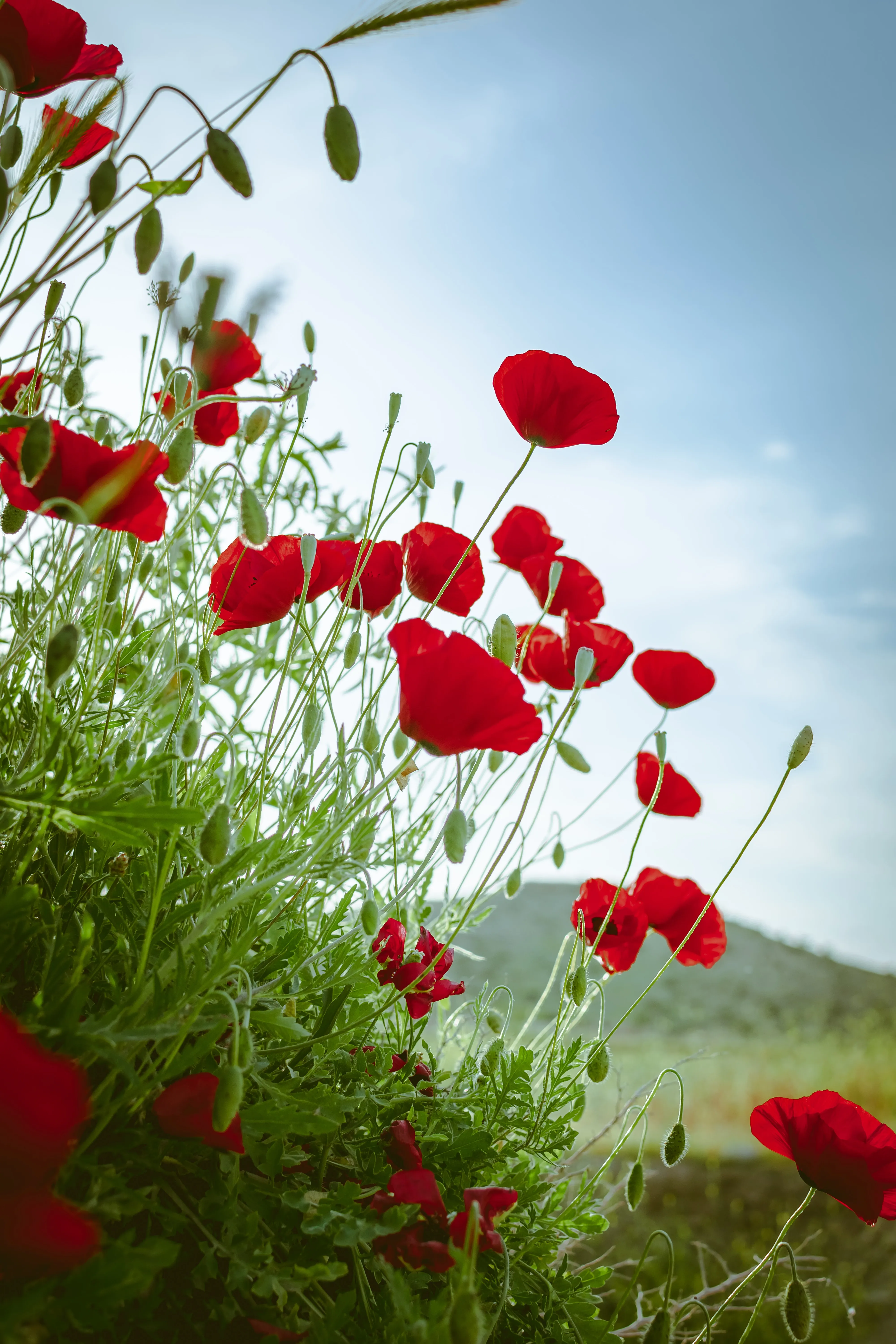 Bright Red Poppies Blooming Under Blue Sky Wallpaper