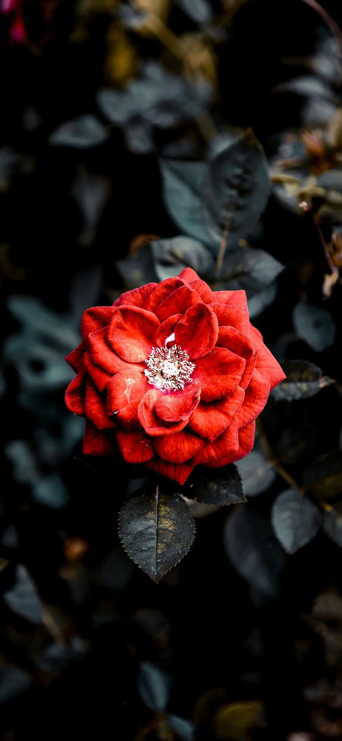 Bright Red Rose Blooming in Dark Black Background Wallpaper