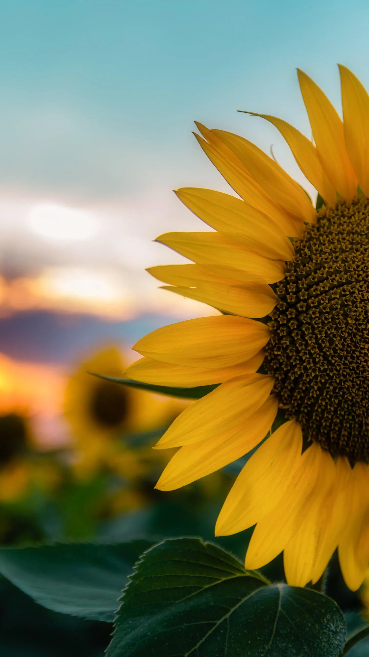 Bright Sunflower Blooming in Warm Daylight Closeup