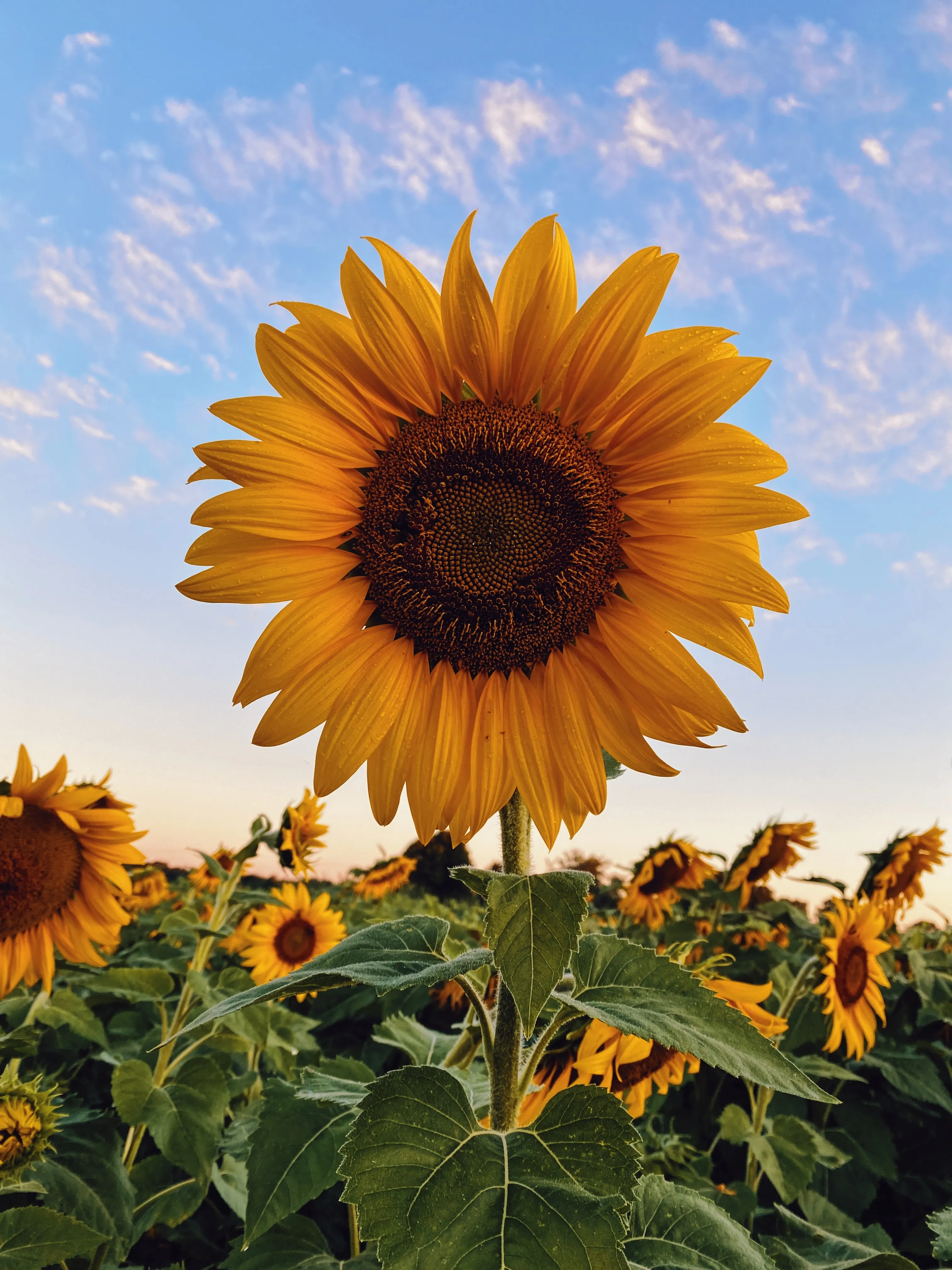 Bright Yellow Sunflower Under Blue Sky Free Wallpaper