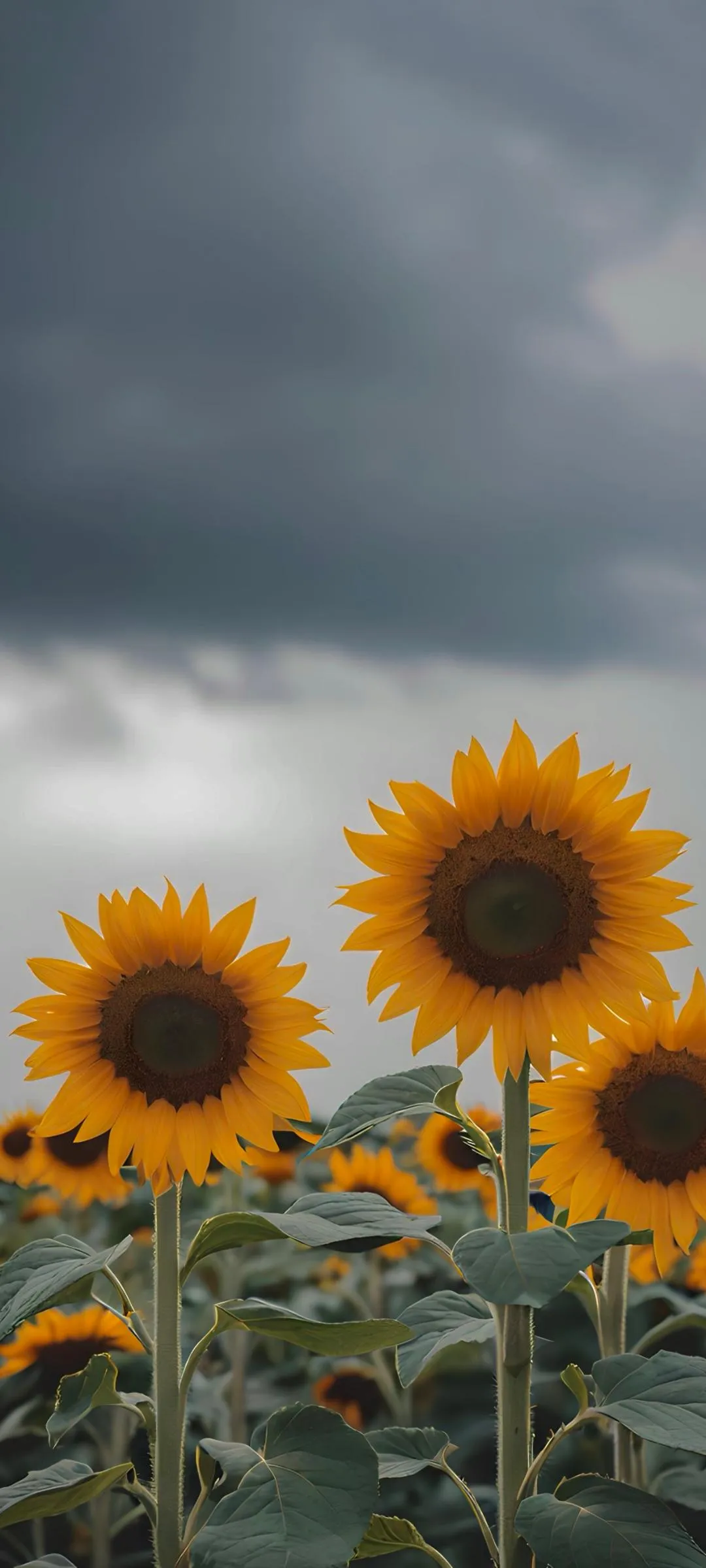 Bright Yellow Sunflowers Blooming Under Cloudy Sky