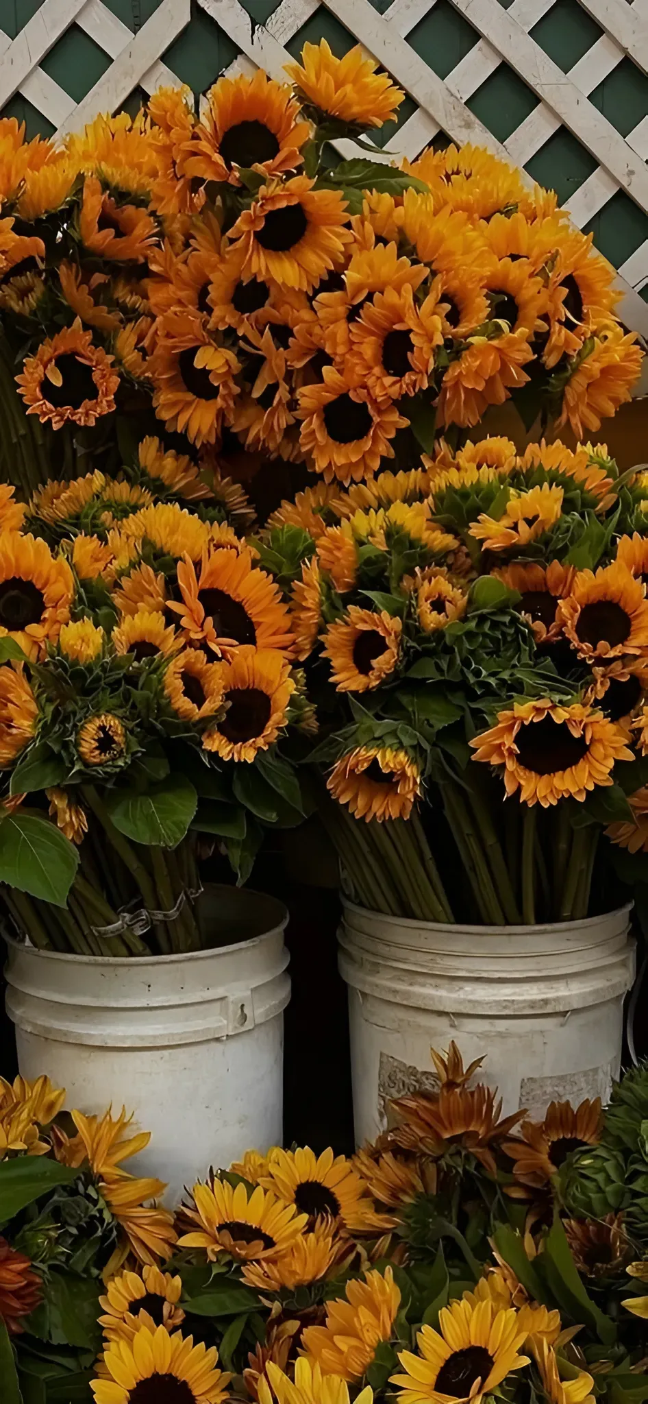 Bright Yellow Sunflowers in Rustic Containers Image